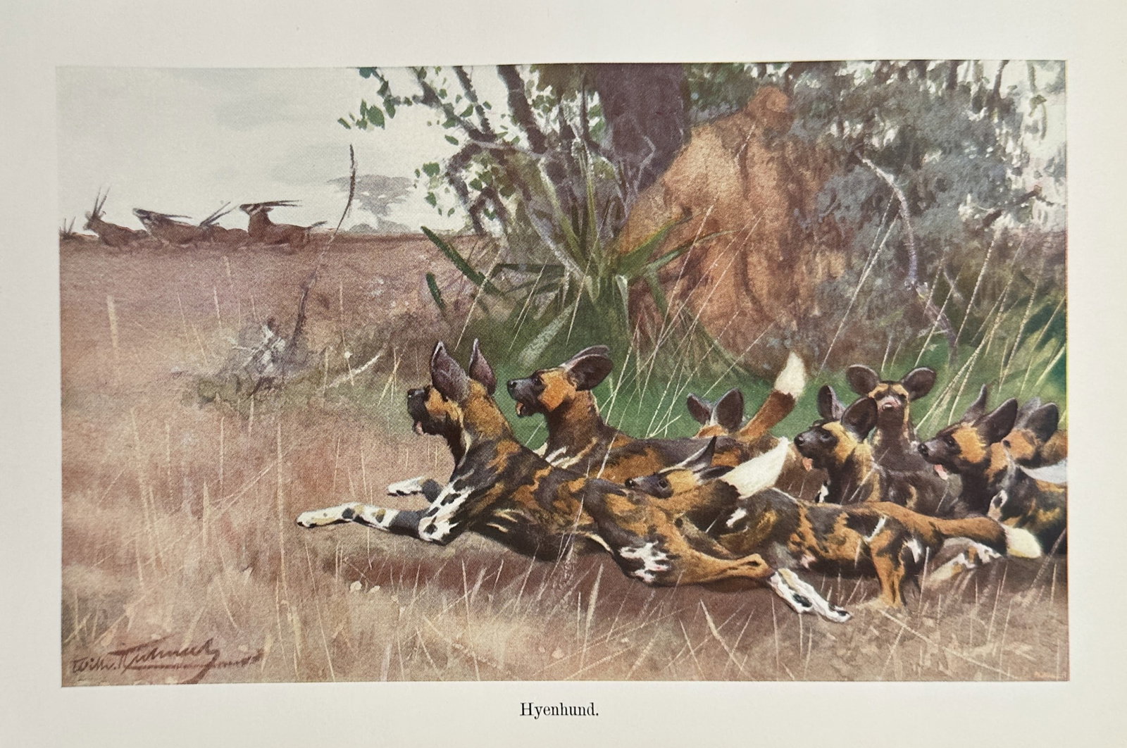 Alfred Brehm (1829–1884), after – African Wild Dogs Hunting Antelope – Offset print (20th: "Hyenhund" illustrates a pack of African wild dogs emerging from tall grass and scrubland to pursue a group of antelopes visible on the horizon. The work captures the distinctive mottled coat patterns