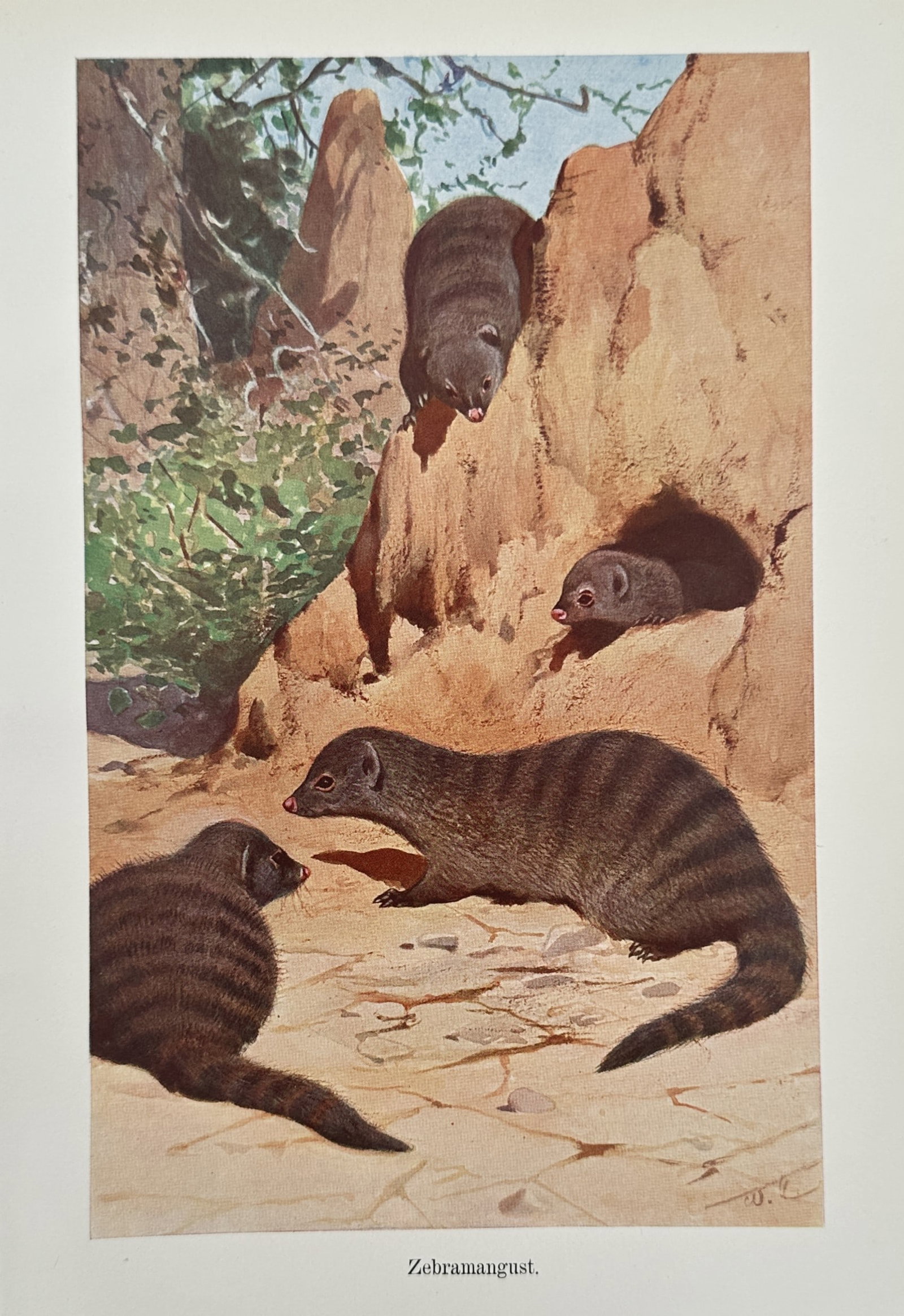Alfred Brehm (1829–1884), after – Bengal Tiger – Offset print (20th Century) (1 of 2)