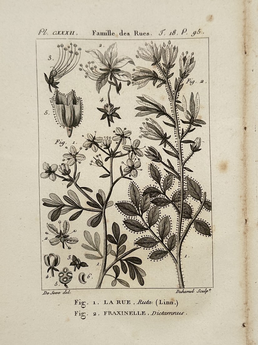 Georges-Louis Leclerc, Comte de Buffon – Study of Common Rue and Burning Bush: "La Rue and Fraxinelle" illustrates two distinct botanical species within the Rutaceae family, featuring detailed depictions of their flowering stems, leaves, and seed structures. The left portion of 