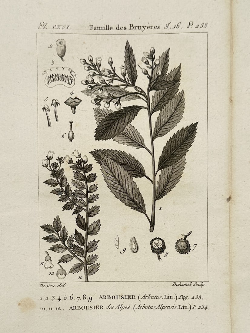 Georges-Louis Leclerc, Comte de Buffon – Study of Strawberry Tree and Alpine Bearberry: "Arbousier and Arbousier des Alpes" illustrates two members of the Ericaceae family, depicting the flowering branches and serrated foliage of the strawberry tree and the alpine bearberry. The plate in