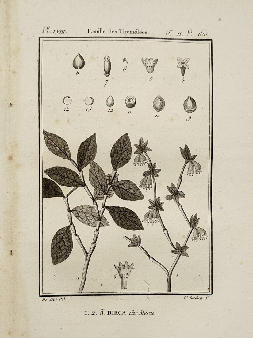 Georges-Louis Leclerc, Comte de Buffon – Study of Eastern Leatherwood – Copper engraving: "Dirca des Marais" illustrates the botanical characteristics of the Eastern Leatherwood within the Thymelaeaceae family, showing the branches with both foliage and the small pendulous flowers. The upp