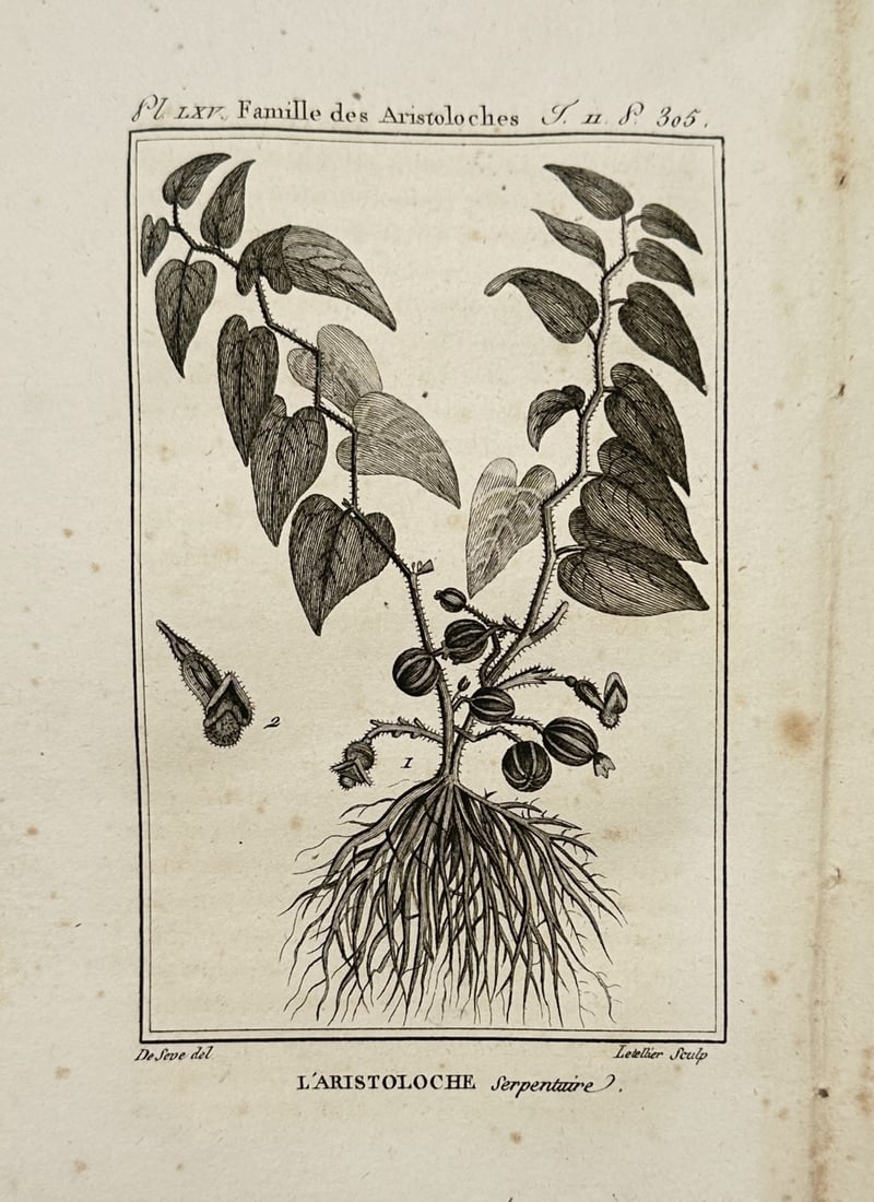 Georges-Louis Leclerc, Comte de Buffon – Study of Virginia Snakeroot – Copper engraving: "L Aristoloche Serpentaire" illustrates the botanical structure of Virginia snakeroot within the Aristolochiaceae family, featuring its heart-shaped leaves, unique low-growing flowers, and dense fibro