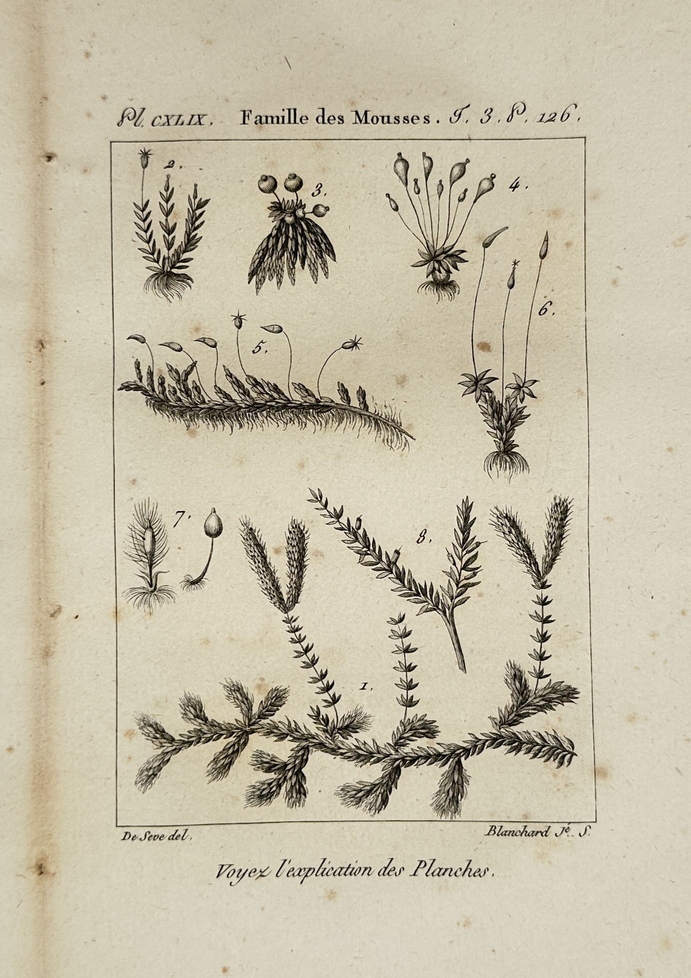 Georges-Louis Leclerc, Comte de Buffon – Study of Water Germander and Wood Sage (1 of 1)