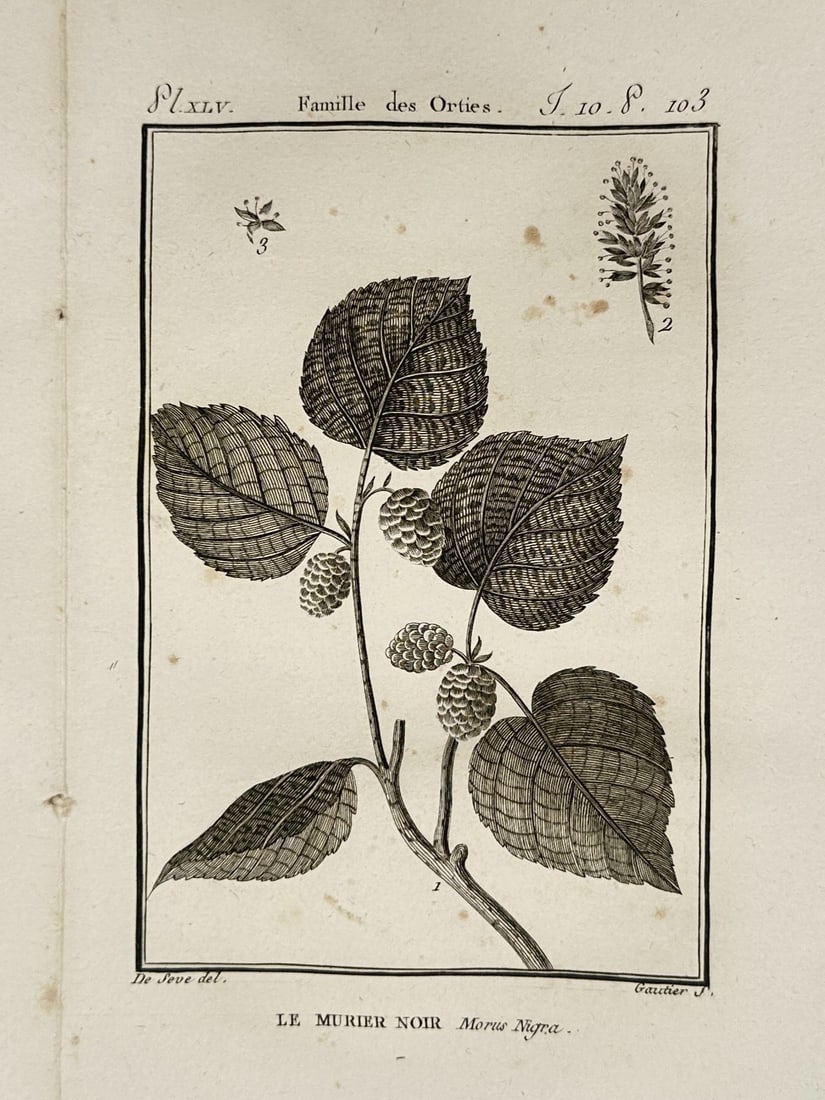 Georges-Louis Leclerc, Comte de Buffon – Study of Black Mulberry – Copper engraving: "Le Murier Noir" illustrates a fruiting branch of the black mulberry tree within the Moraceae family, showcasing its broad heart-shaped leaves and aggregate fruit clusters. The plate includes a detail