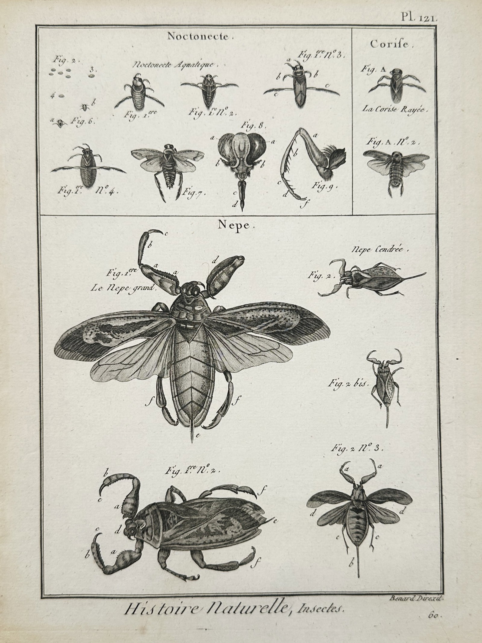 Robert Benard (1734–1777) – Study of Water Boatmen and Water Scorpions – Copper engraving (1 of 1)