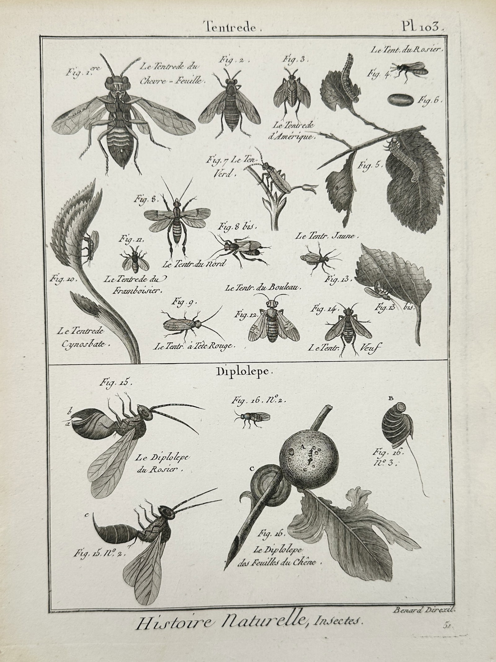 Robert Benard (1734–1777) – Study of Sawflies and Gall Wasps – Copper engraving (1780–1800): "Tentrede and Diplolepe" illustrates various species of Hymenoptera, specifically sawflies and gall wasps, and their interactions with host plants. The upper register features multiple sawfly specimen