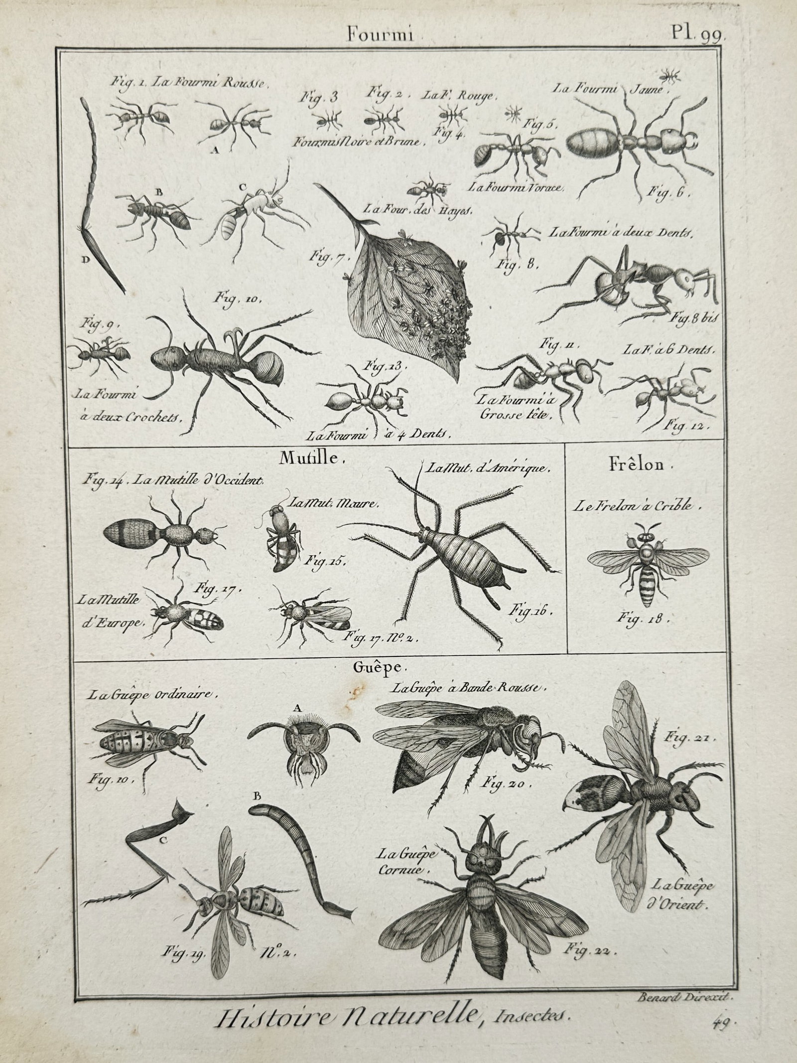Robert Benard (1734–1777) – Study of Ants, Velvet Ants, and Wasps – Copper engraving (1 of 2)