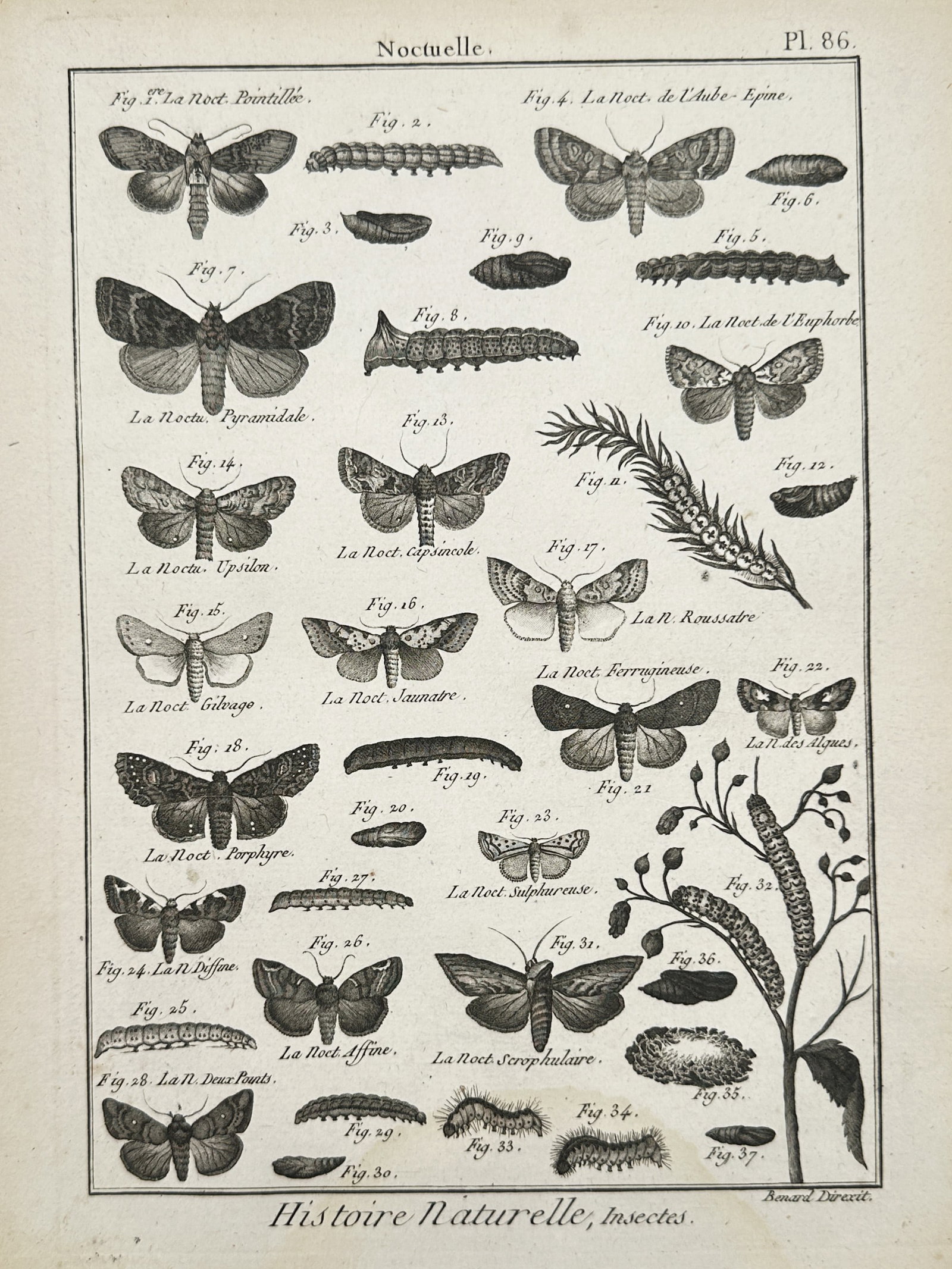 Robert Benard (1734–1777) – Study of Owlet Moths – Copper engraving (1780–1800): "Noctuelle" illustrates an extensive variety of owlet moths within the Noctuidae family, showcasing the diversity of their wing patterns and larval forms. The plate systematically organizes numerous s