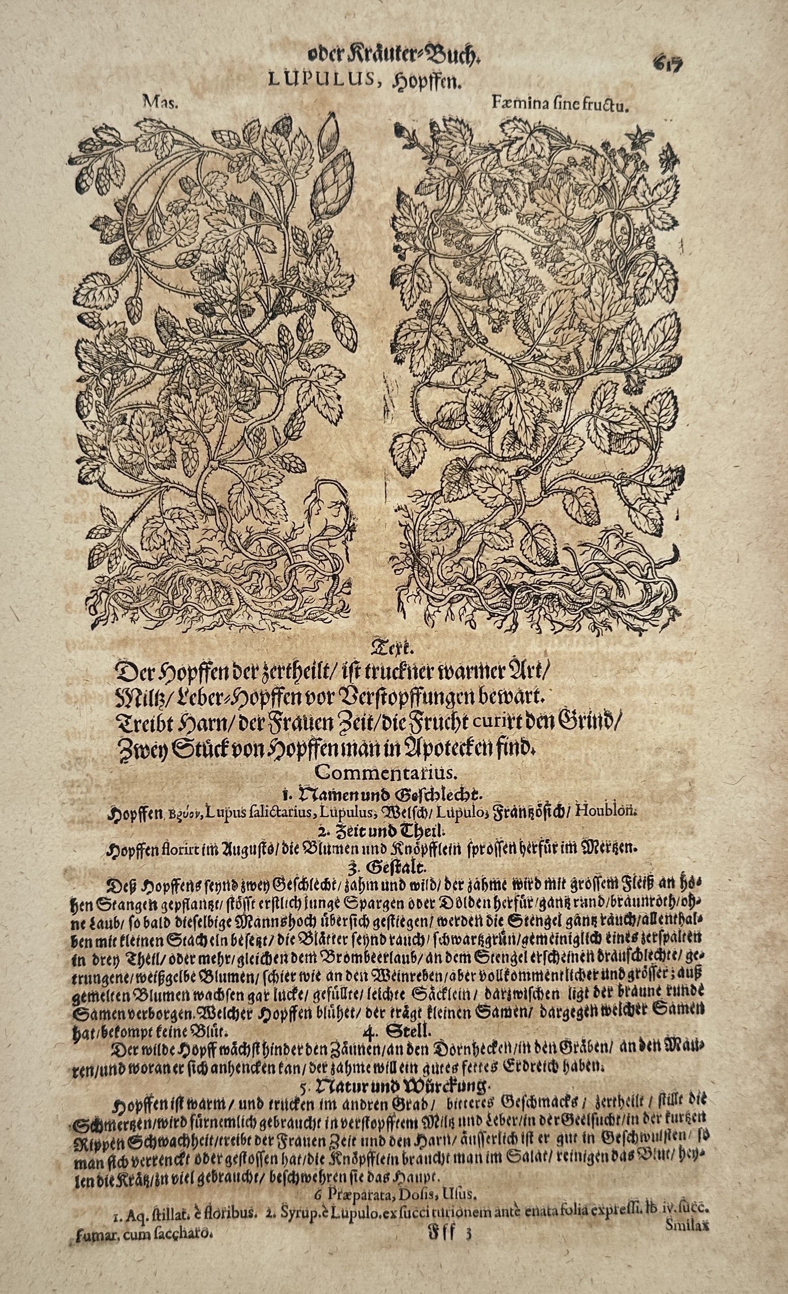Pietro Andrea Mattioli (1501–1577) – Study of Common Hops – Woodcut (1586) (1 of 2)