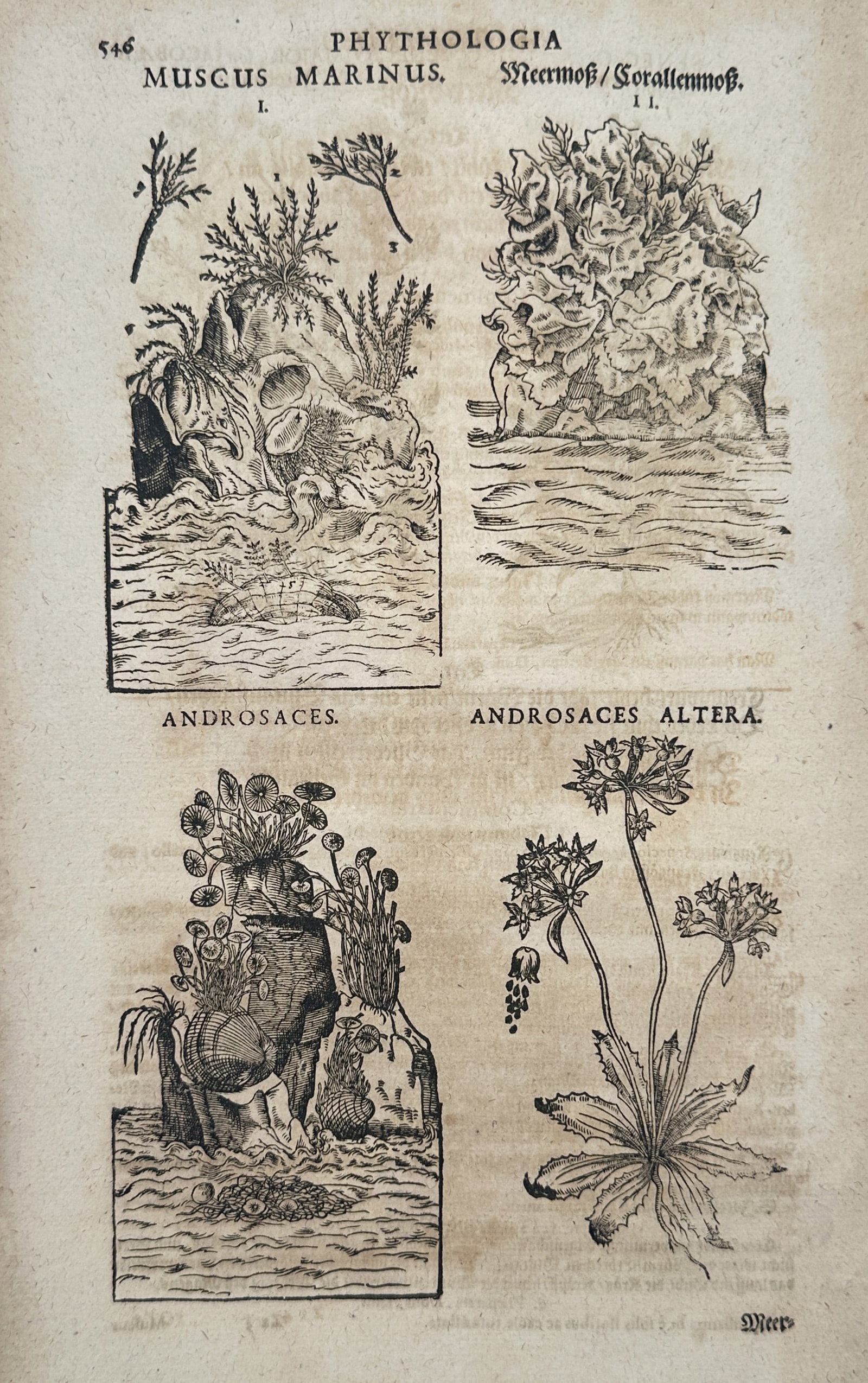 Pietro Andrea Mattioli (1501-1577) – Botanical Study of Marine Moss and Androsaces – Woodcut (1 of 2)