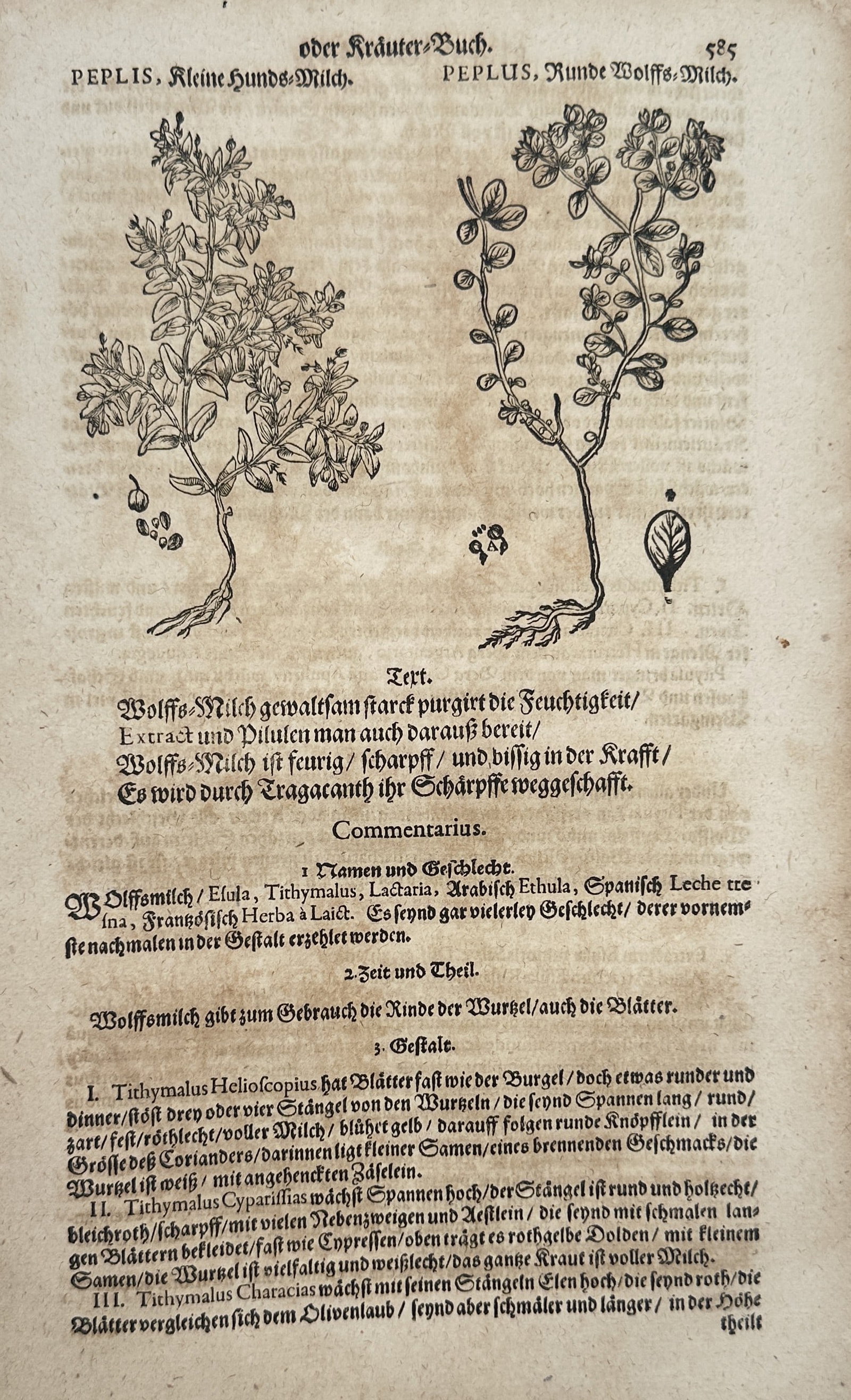 Pietro Andrea Mattioli (1501-1577) – Botanical Study of Peplis and Wolfs Milch – Woodcut (1586) (1 of 2)