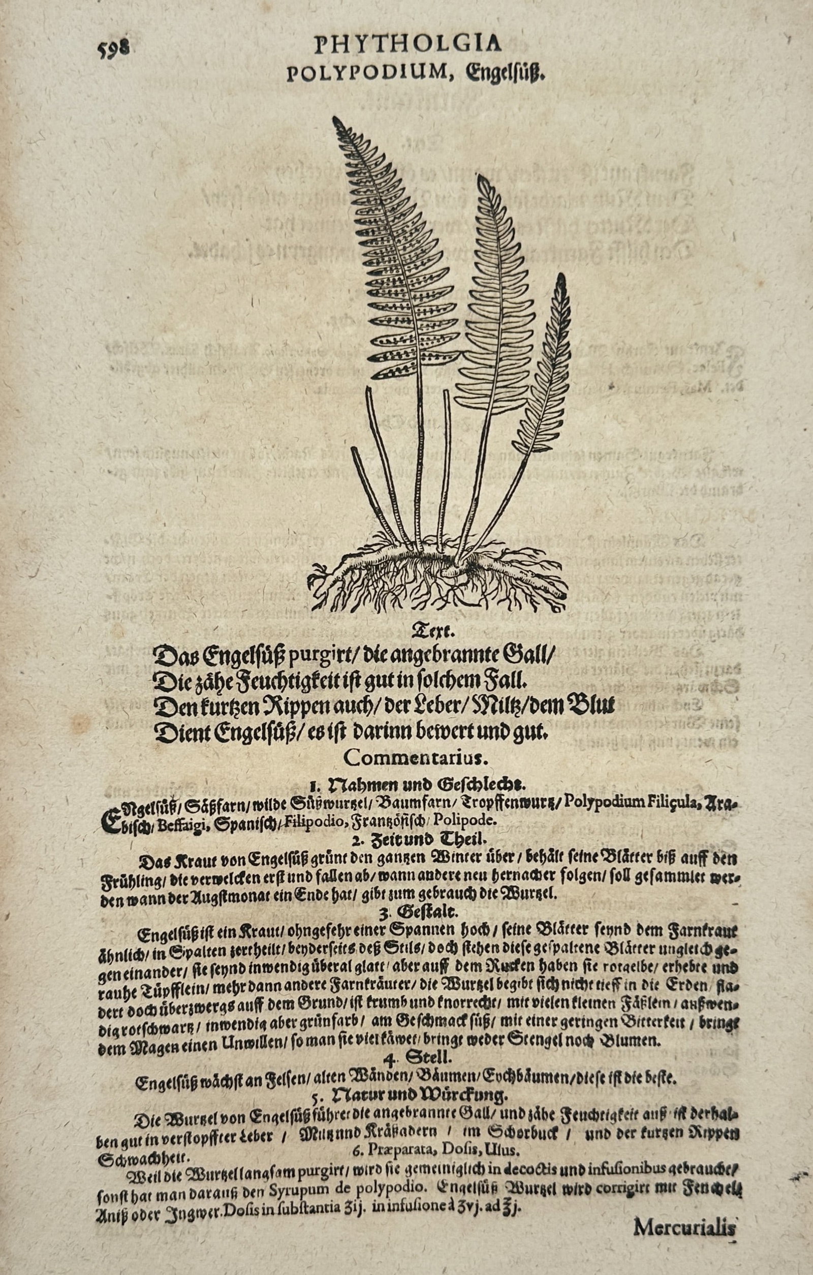 Pietro Andrea Mattioli (1501-1577) – Botanical Study of Polypodium – Woodcut (1586): "Polypodium, Engelsfüß" is a botanical woodcut illustrating a common fern with its distinctive fronds and creeping rhizome. The leaf features a central illustration accompanied by German descriptive