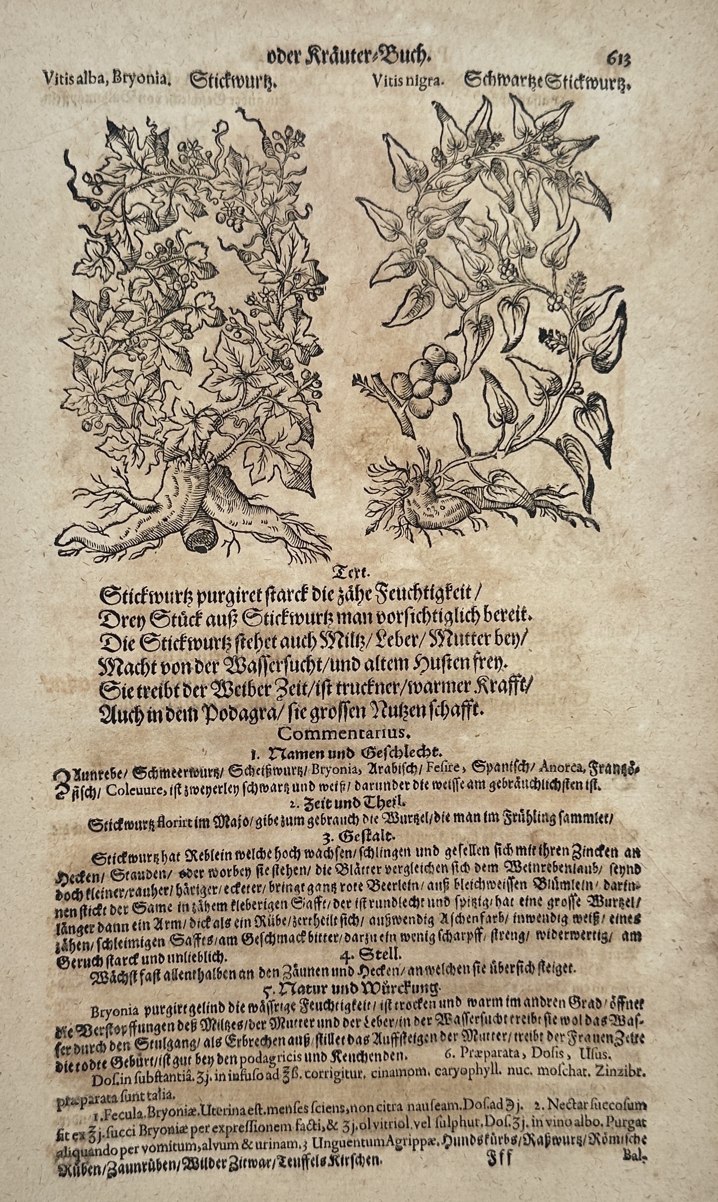 Pietro Andrea Mattioli (1501-1577) – Botanical Study of Vitis Alba and Vitis Nigra – Woodcut: "Vitis alba, Bryonia, Stickwurtz" is a botanical woodcut depicting the climbing vines and root structures of white and black bryony. The work originates from the 1586 German edition of Mattioli's herb
