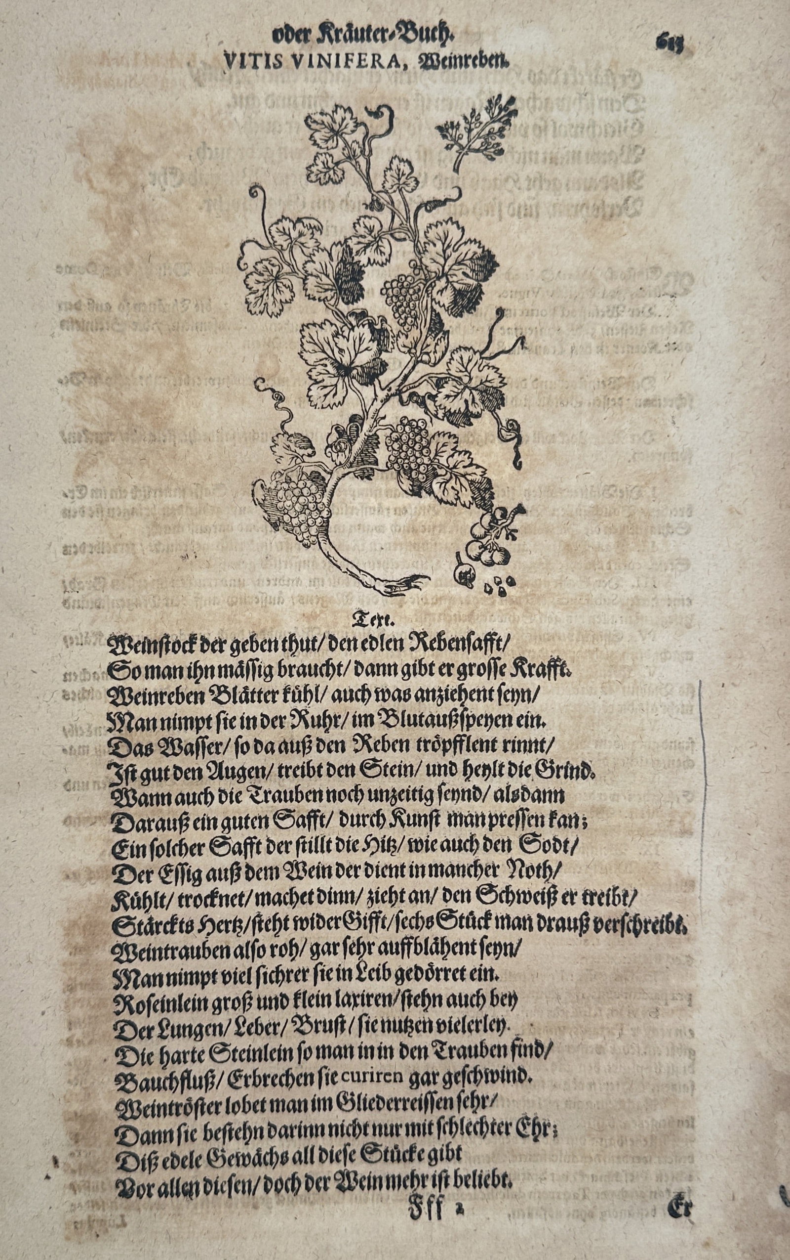 Pietro Andrea Mattioli (1501-1577) – Botanical Study of Vitis Vinifera – Woodcut (1586) (1 of 2)