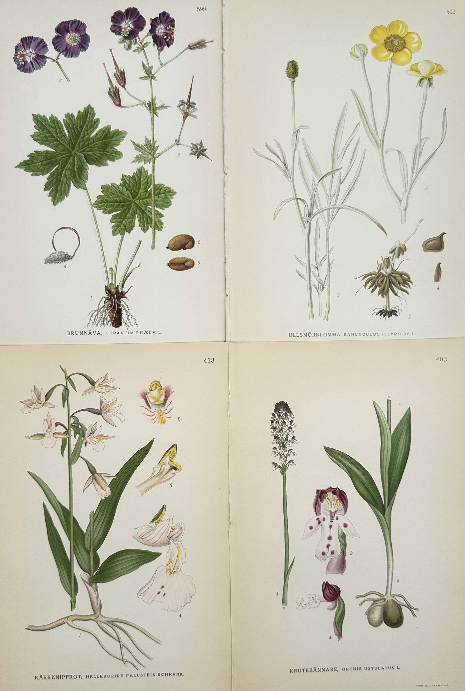 Carl Lindman (1856-1928) – Set of 4: Nordic Flora – Hand-coloured lithograph (1901): "Bilder ur Nordens Flora" is a collection of four botanical plates documenting diverse plant species including the Dusky Crane's-bill, Illyrian Buttercup, Marsh Helleborine, and Burnt Orchid. The lith