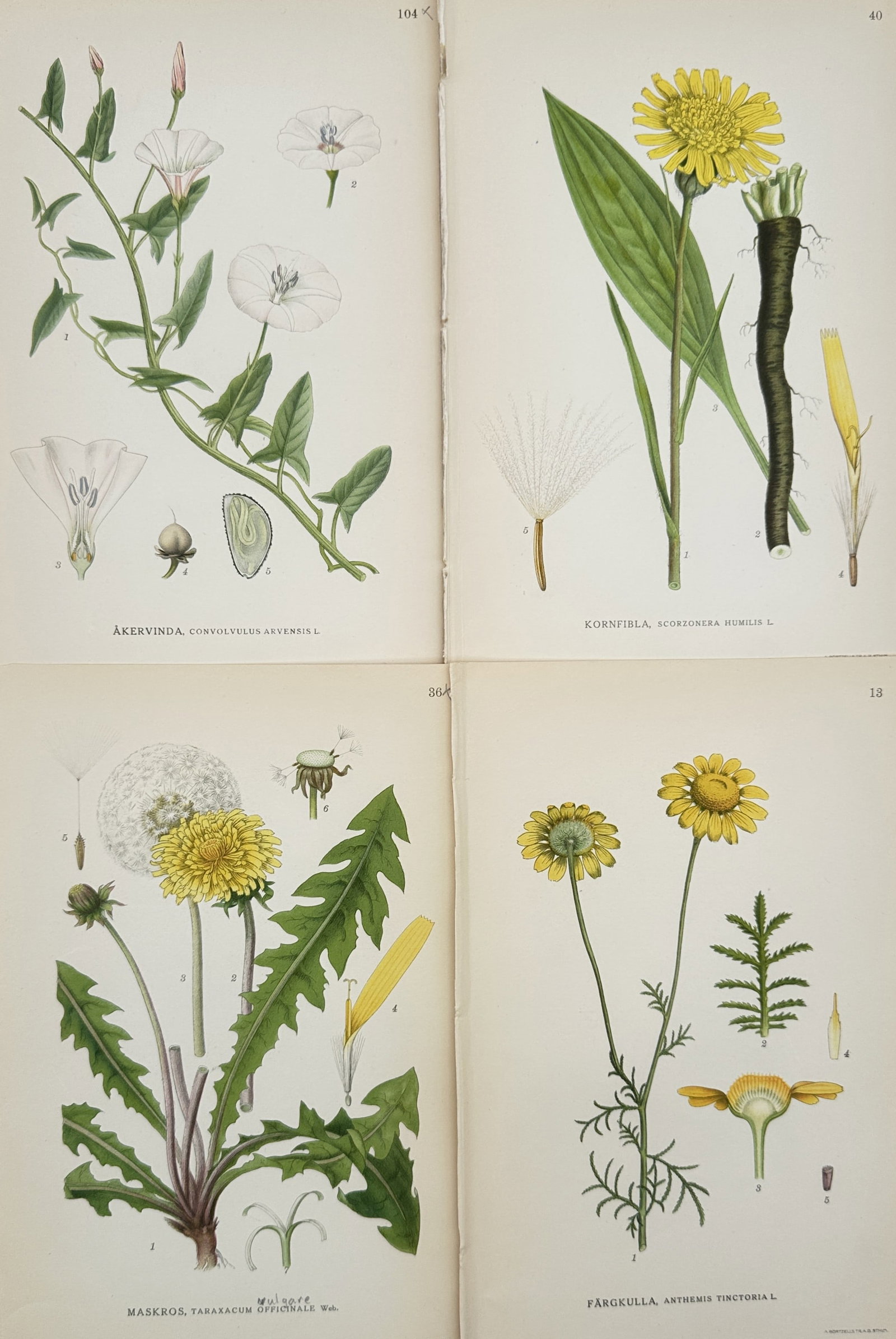 Carl Lindman (1856-1928) – Set of 4: Scandinavian Botanical Studies – Hand-coloured lithograph: Bilder ur Nordens Flora is a collection of four botanical plates documenting diverse plant species including Field Bindweed, Viper's-grass, Common Dandelion, and Golden Marguerite. The lithographs fea