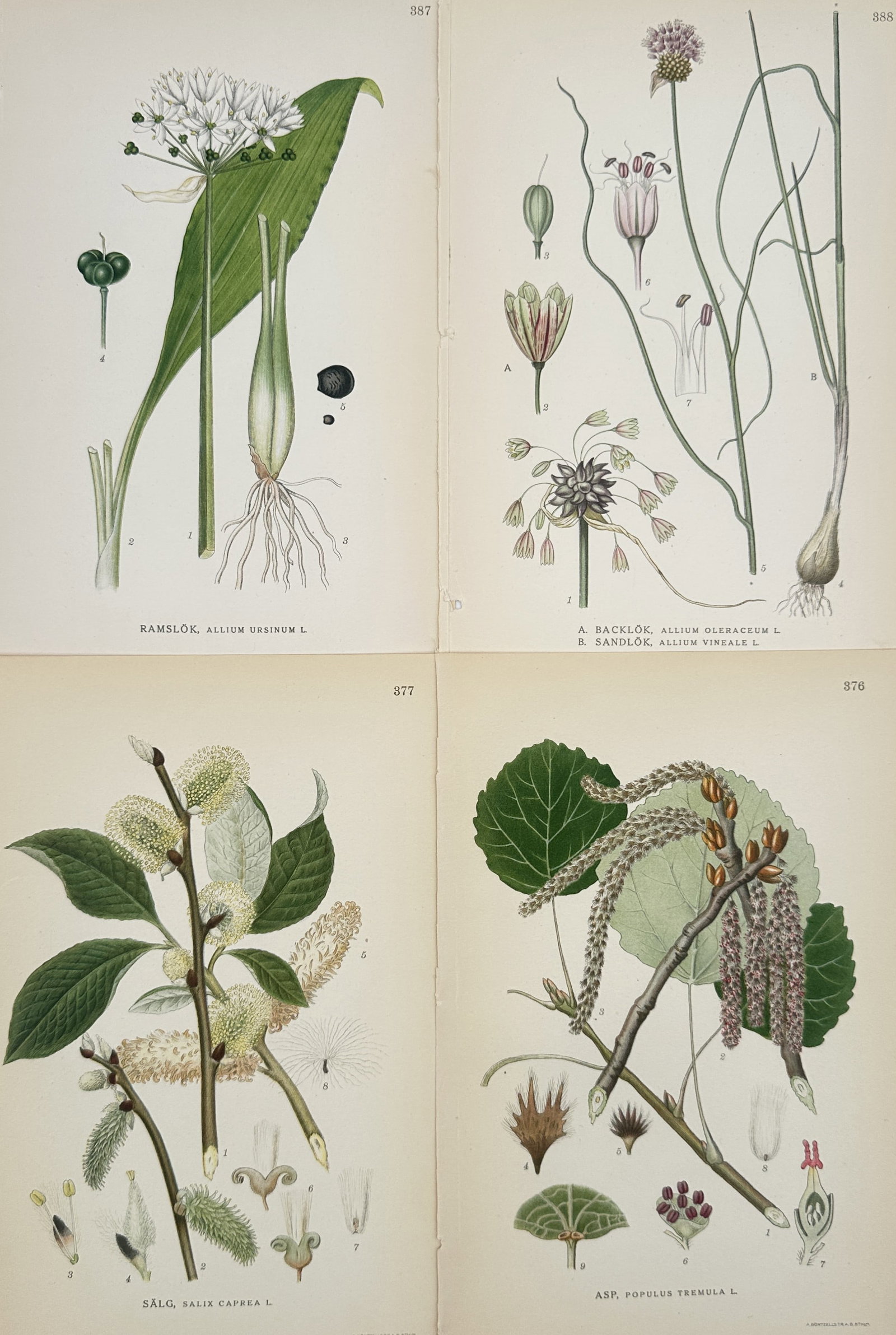 Carl Lindman (1856-1928) – Set of 4: Northern European Flora – Hand-coloured lithograph (1901): "Bilder ur Nordens Flora" is a collection of four botanical plates documenting diverse plant species including Wild Garlic, Field Garlic, Goat Willow, and Common Aspen. The lithographs feature precise