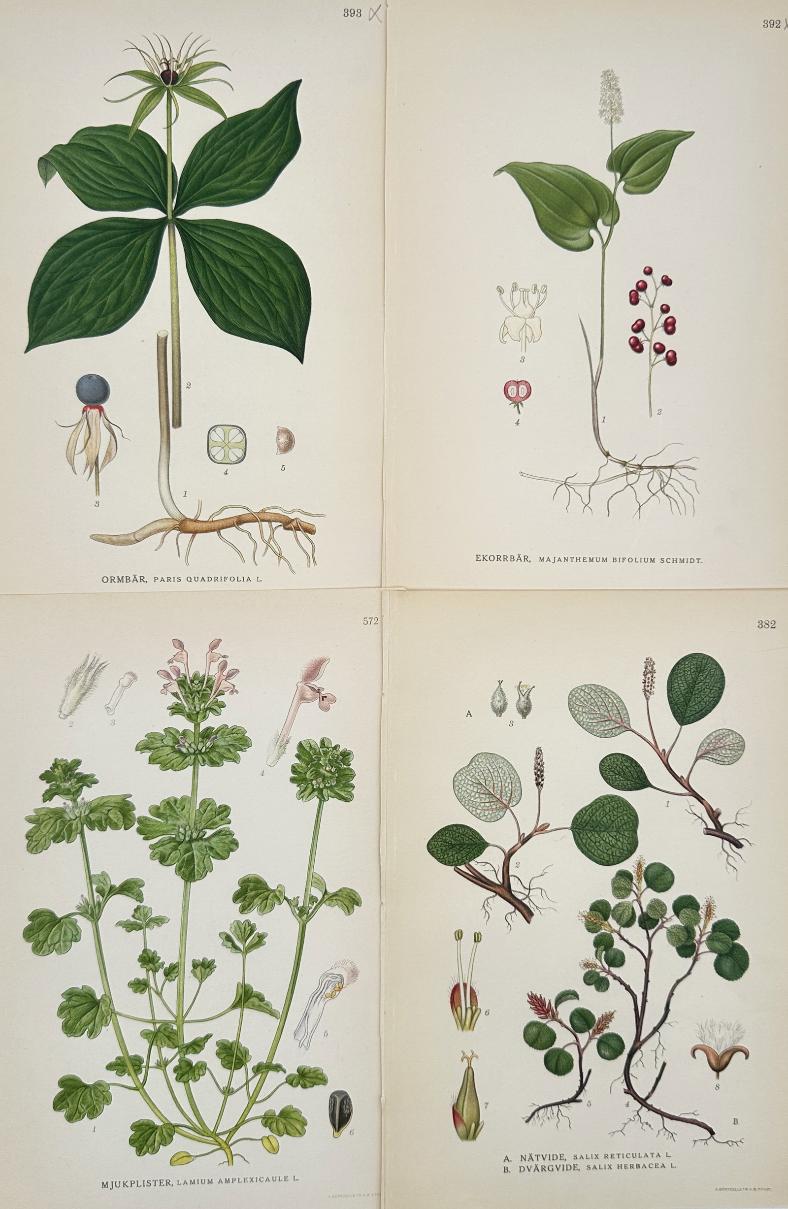 Carl Lindman (1856-1928) – Set of 4: Nordic Botanical Illustrations – Hand-coloured lithograph: Bilder ur Nordens Flora is a collection of four botanical plates documenting diverse plant species including Herb-paris, May Lily, Henbit Dead-nettle, and Net-leaved Willow. The lithographs feature pr