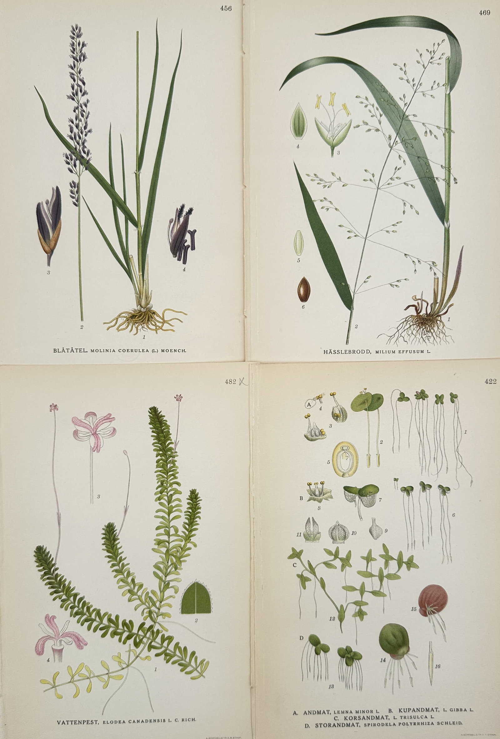 Carl Lindman (1856-1928) – Set of 4: Scandinavian Grasses and Aquatic Plants (1 of 2)