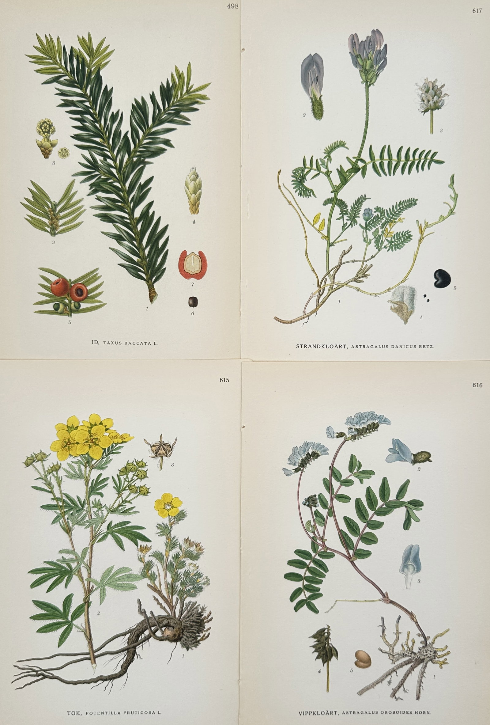 Carl Lindman (1856-1928) – Set of 4: Nordic Botanical Specimens – Hand-coloured lithograph: Bilder ur Nordens Flora is a collection of four botanical plates documenting diverse plant species including European Yew, Purple Milk-vetch, Shrubby Cinquefoil, and Mountain Milk-vetch. The lithograp