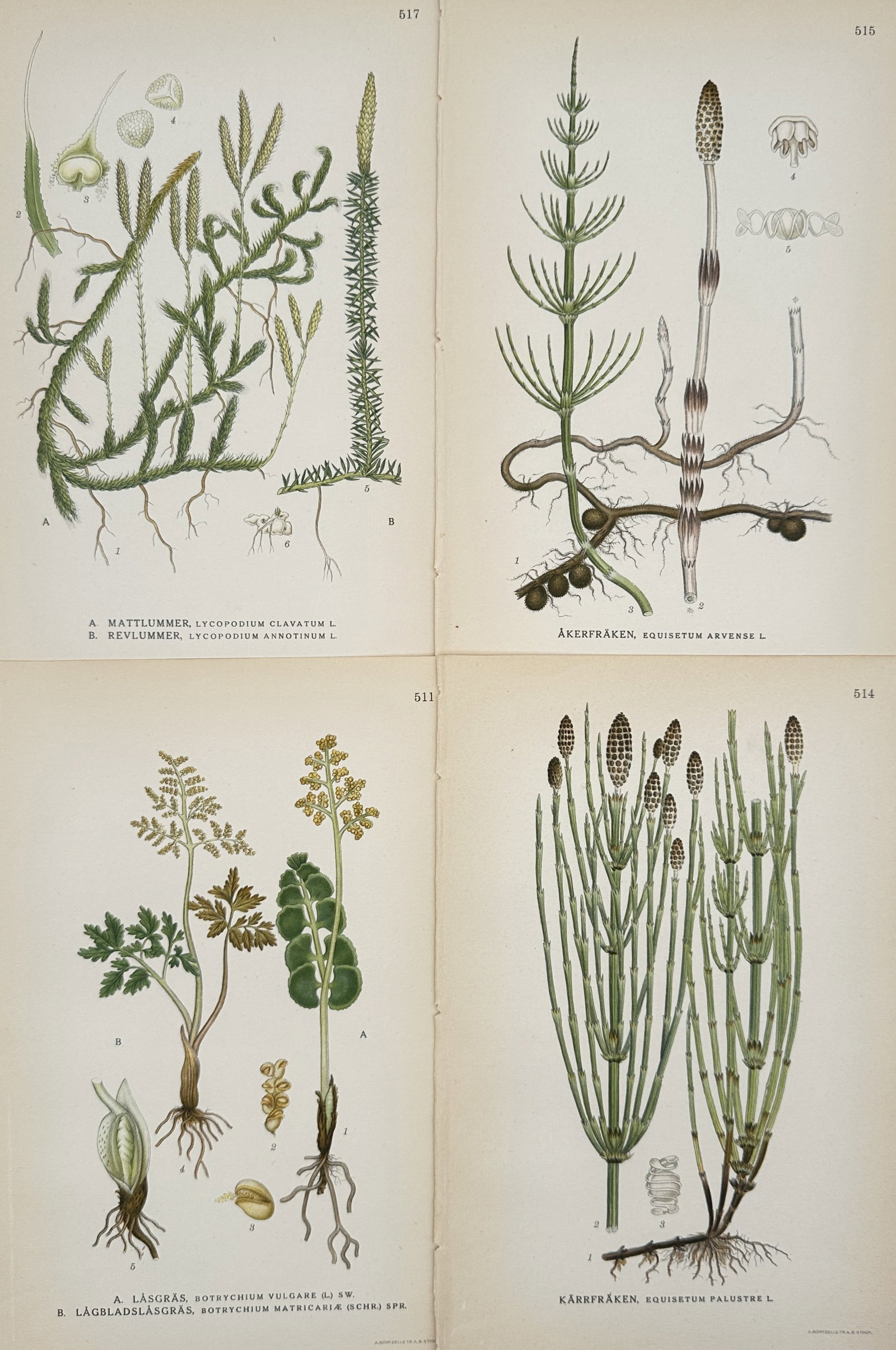 Carl Lindman (1856-1928) – Set of 4: Nordic Primitive Plants – Hand-coloured lithograph (1901): Bilder ur Nordens Flora is a collection of four botanical plates documenting diverse primitive plant species including Stag's-horn Clubmoss, Field Horsetail, Moonwort, and Marsh Horsetail. The lithogr