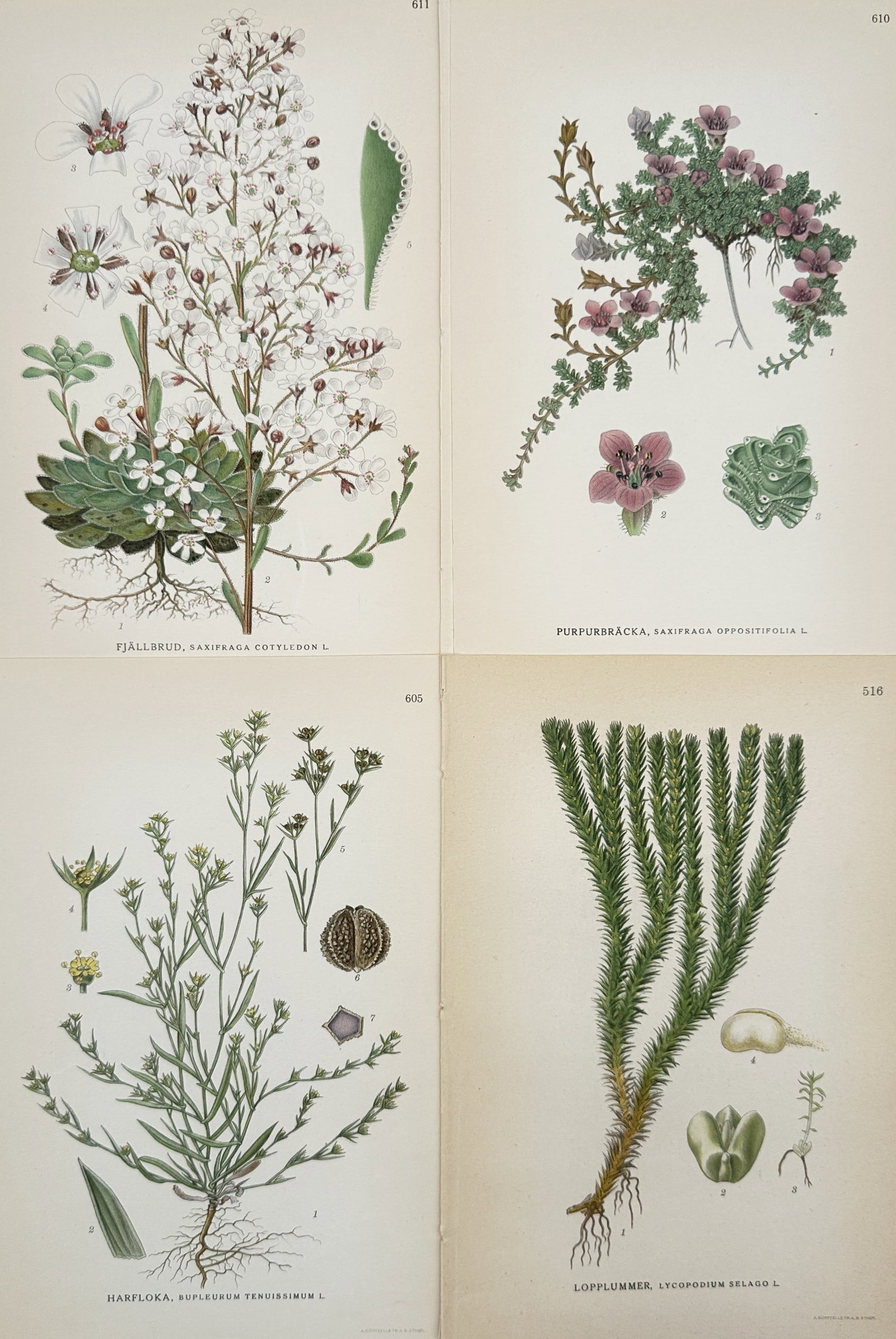 Carl Lindman (1856-1928) – Set of 4: Botanical specimens – Hand-coloured lithograph (1901) (1 of 2)
