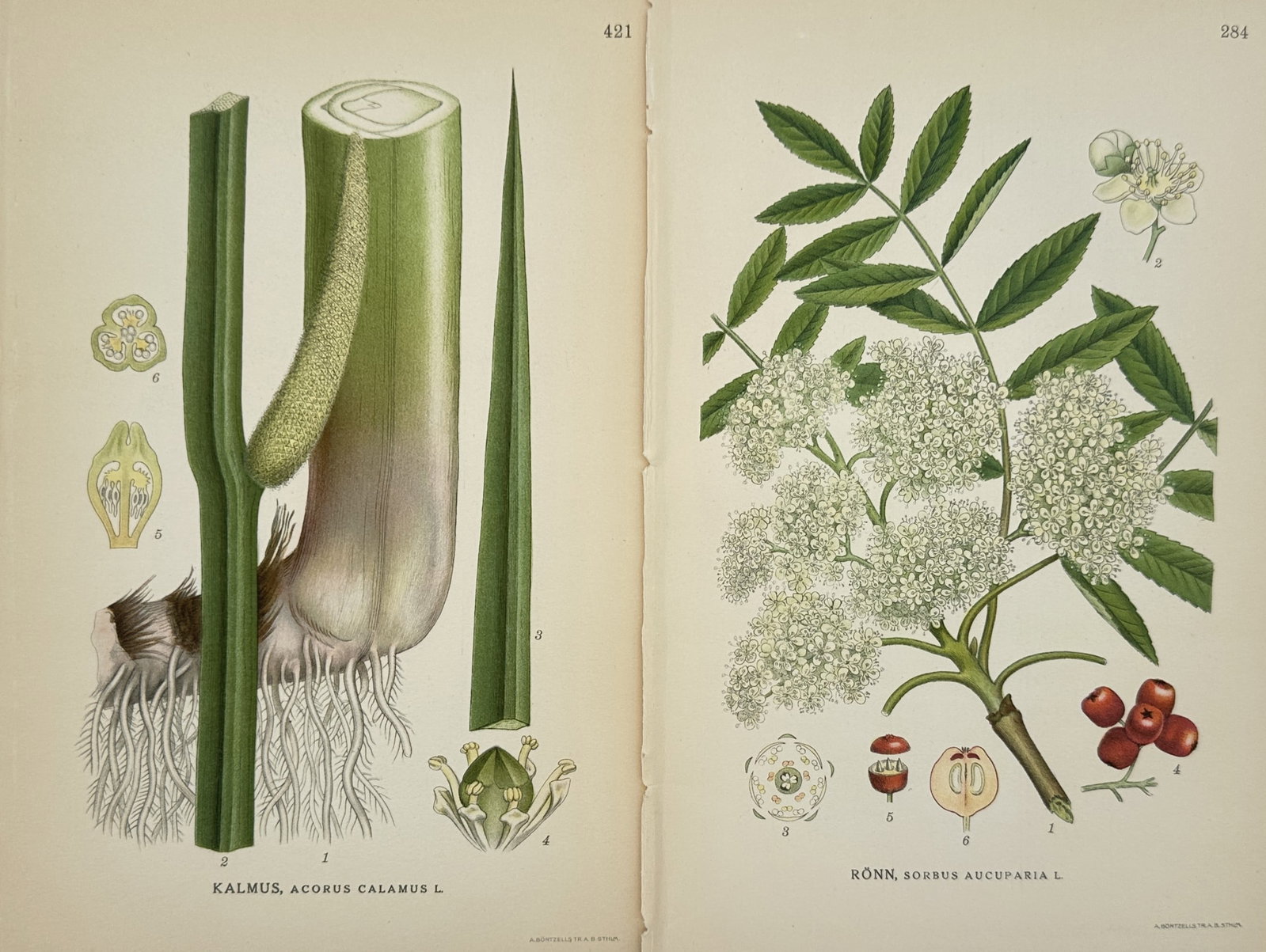 Carl Lindman (1856-1928) – Set of 2: Nordic Flora Specimens – Hand-coloured lithograph (1901): "Bilder ur Nordens Flora" This pair of botanical plates illustrates the anatomical details of Acorus calamus and Sorbus aucuparia. These illustrations were published by Wahlström and Widstrand in Sto