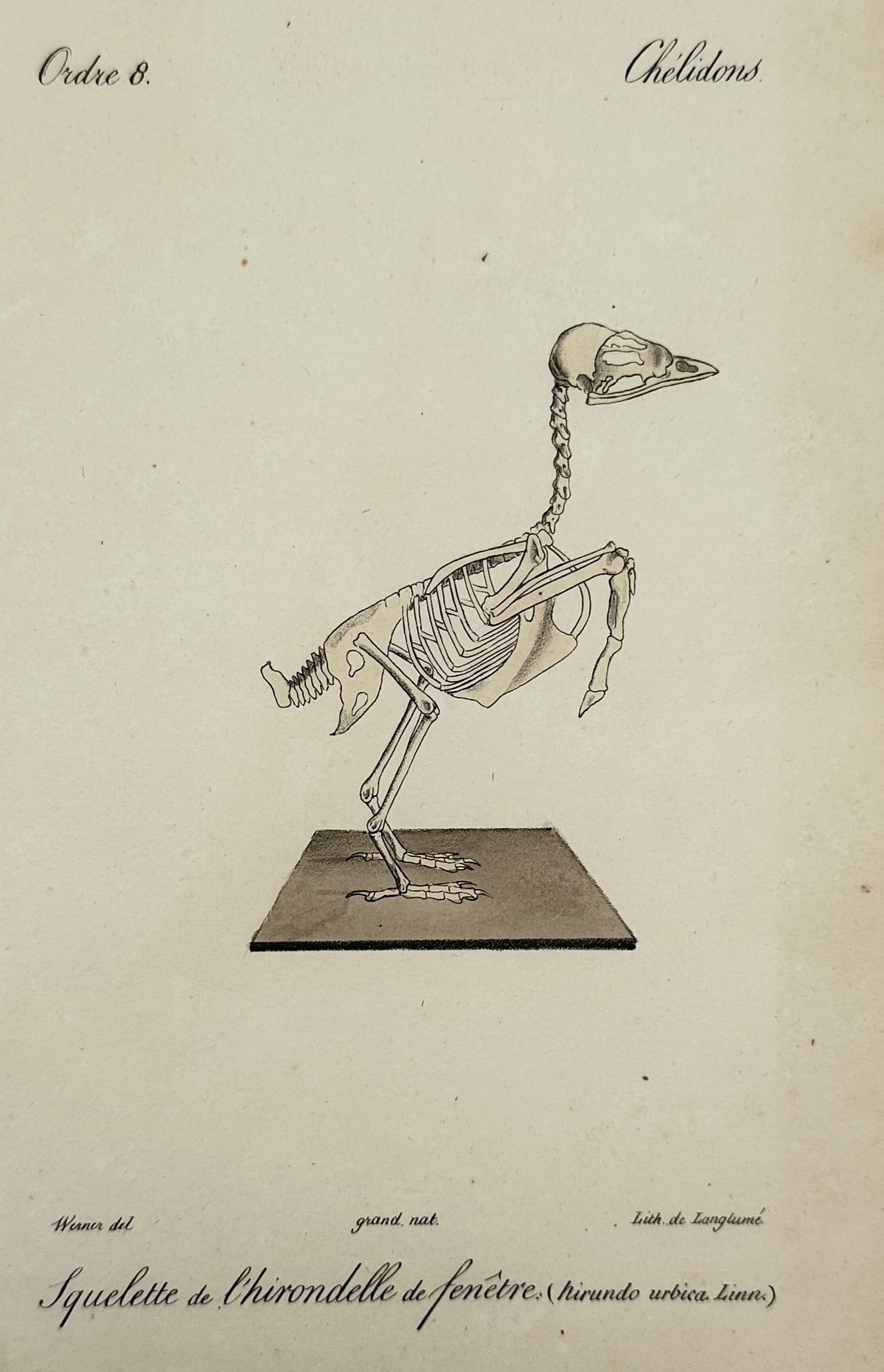 Jean-Charles Werner (1791-1849) – Skeleton of a House Martin – Lithograph (1828): "Squelette de l'Hirondelle de fenetre" This work depicts the skeletal structure of a house martin, rendered for a scientific zoological study. The print was published in Paris by Langlume as part of a