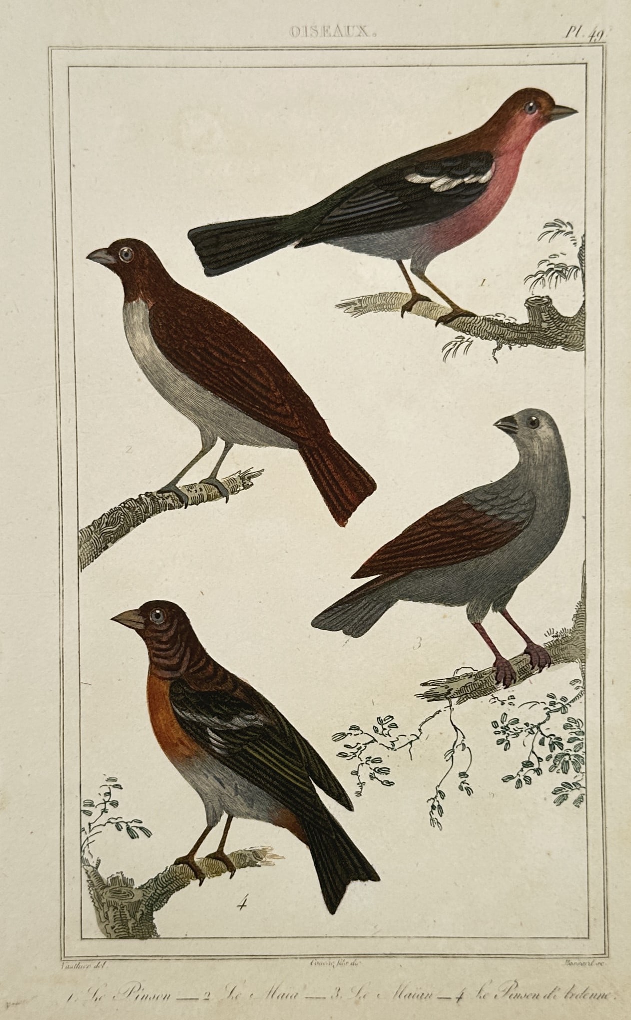 Georges-Louis Leclerc, Comte de Buffon – Study of Finches and Sparrows (1 of 2)