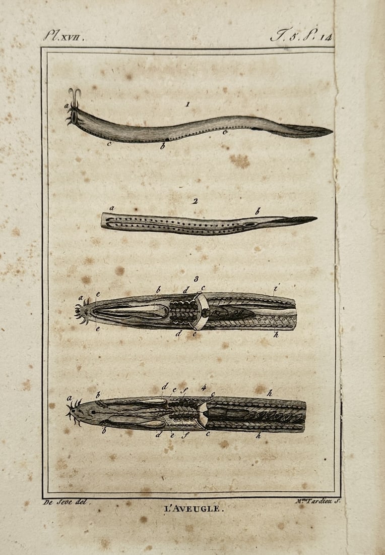Georges-Louis Leclerc, Comte de Buffon – Anatomical Study of the Blindworm – Engraving (1770) (1 of 2)