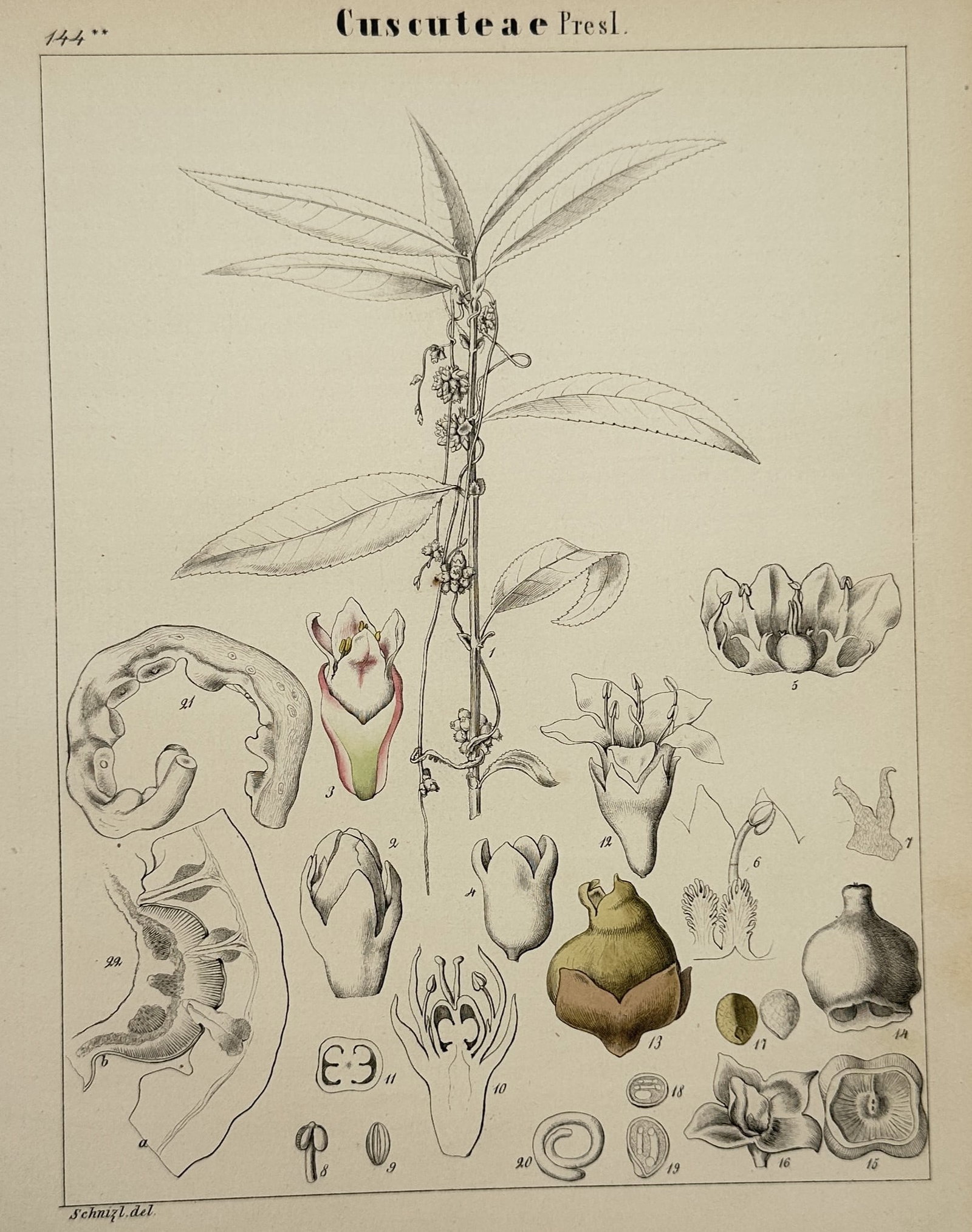 Adalbert Schnizlein (1814-1868) – Analysis of Cuscuteae – Hand-coloured lithograph (1843) (1 of 2)