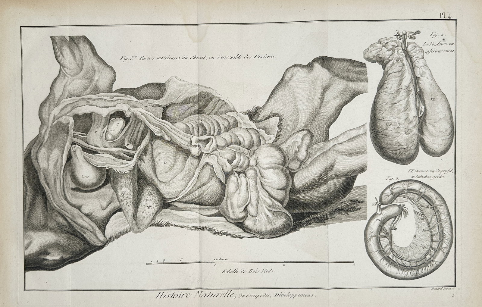 Robert Benard (1734-1777) – Anatomical Study of Horse Viscera – Engraving (1770) (1 of 1)