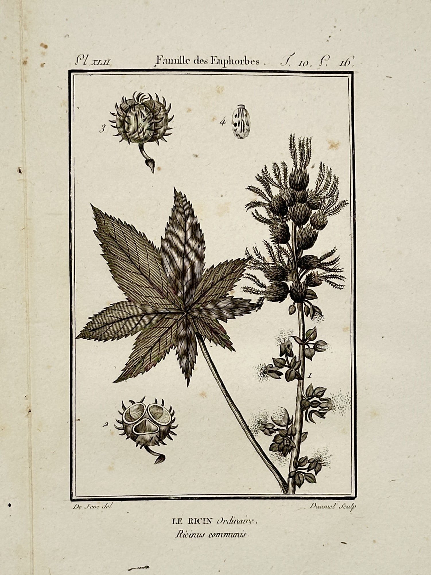 Georges-Louis Leclerc, Comte de Buffon – The Castor Oil Plant – Hand-Colored Engraving (1 of 2)