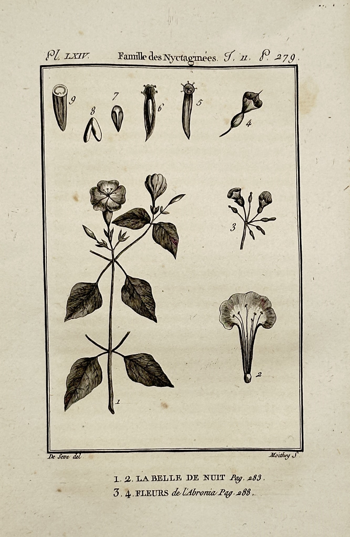 Georges-Louis Leclerc, Comte de Buffon – The Four O'Clock Plant and Abronia Flowers (1 of 2)