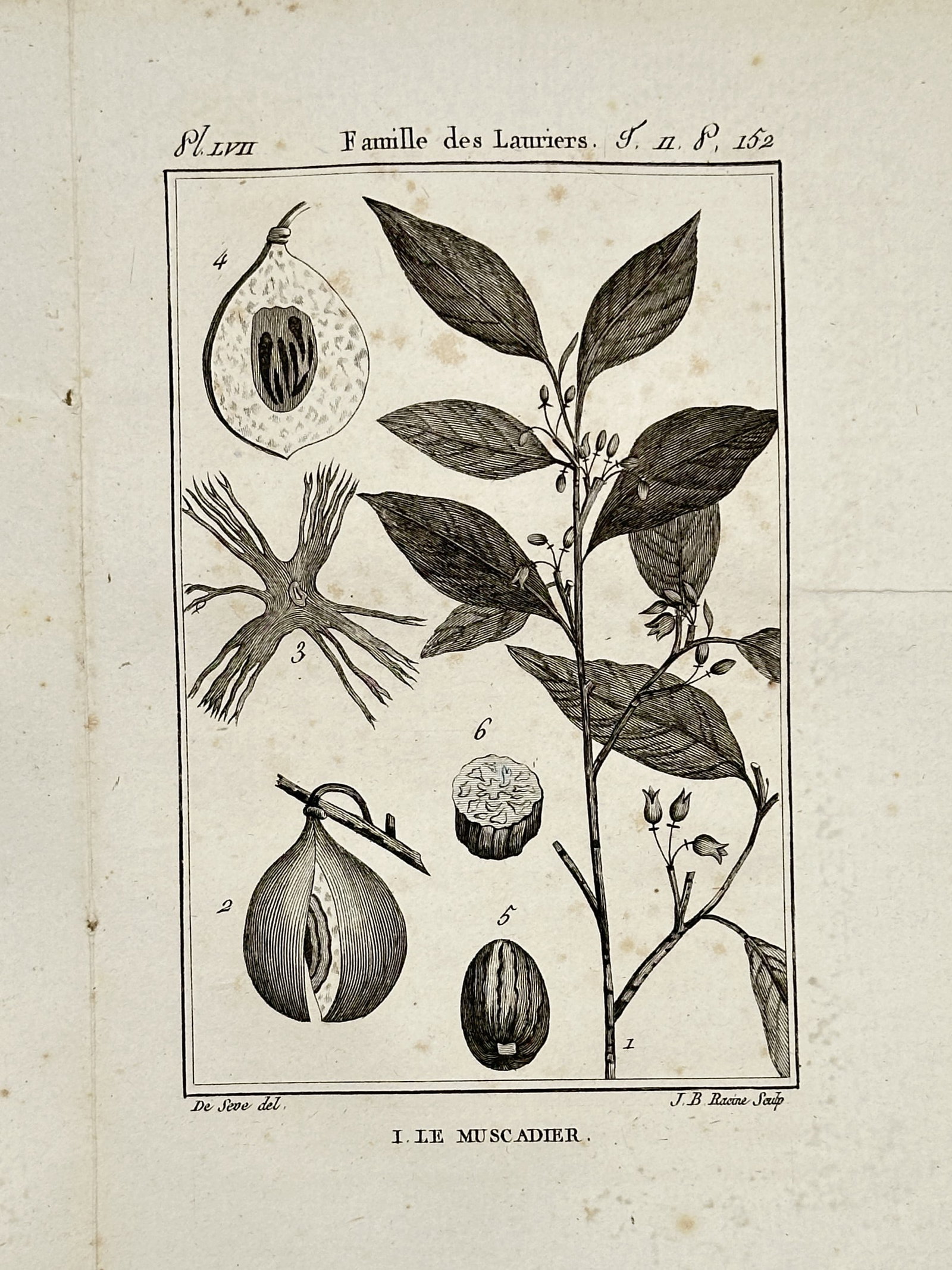 Georges-Louis Leclerc, Comte de Buffon – The Nutmeg Tree – Hand-Colored Engraving (1 of 2)
