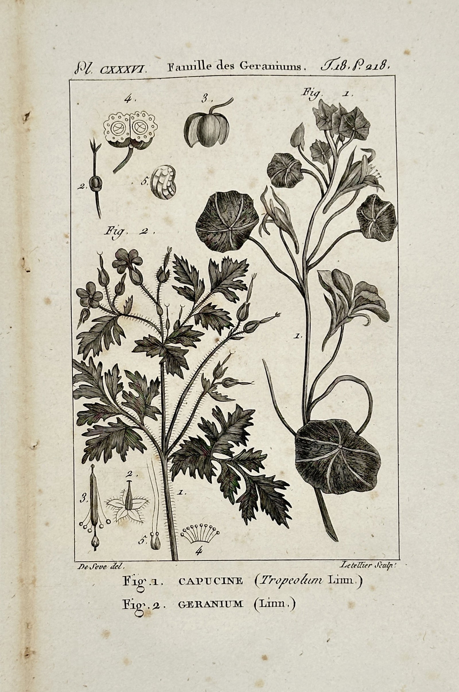 Georges-Louis Leclerc, Comte de Buffon – Nasturtium and Geranium – Hand-Colored Engraving: Features a detailed botanical plate displaying a nasturtium vine with its characteristic peltate leaves and spurred flowers alongside a crane's-bill geranium branch with deeply lobed leaves. The layou