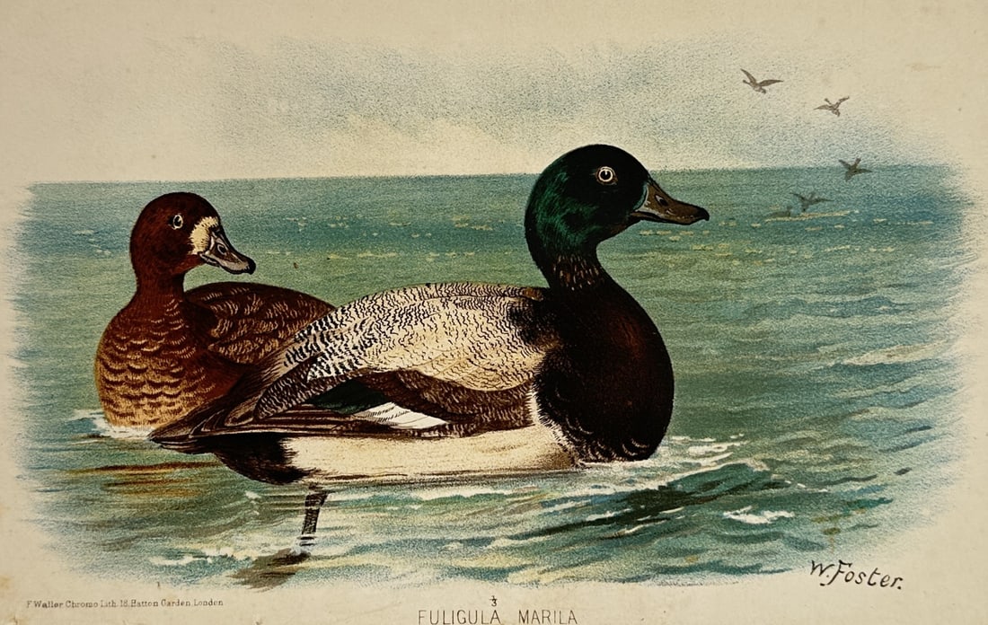 William Foster (1853–1924) – Greater Scaup – Chromolithograph (c. 1880–1890) (1 of 2)