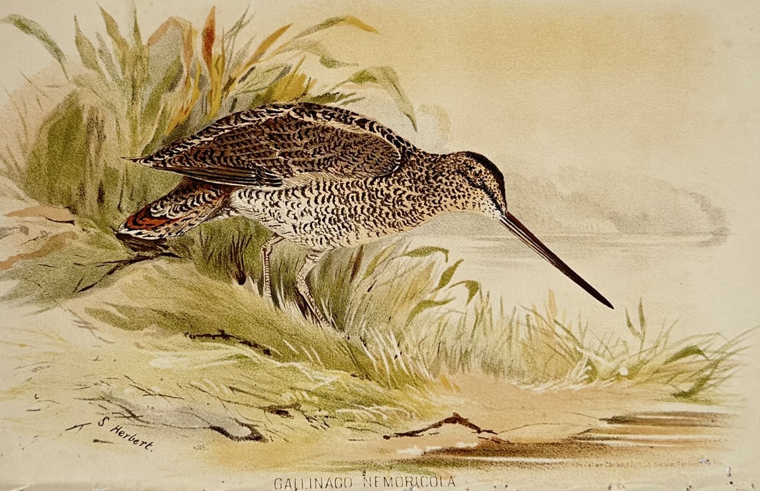 Sir Stanley Herbert (1845–1912) – Wood Snipe – Chromolithograph (c. 1880–1890) (1 of 2)