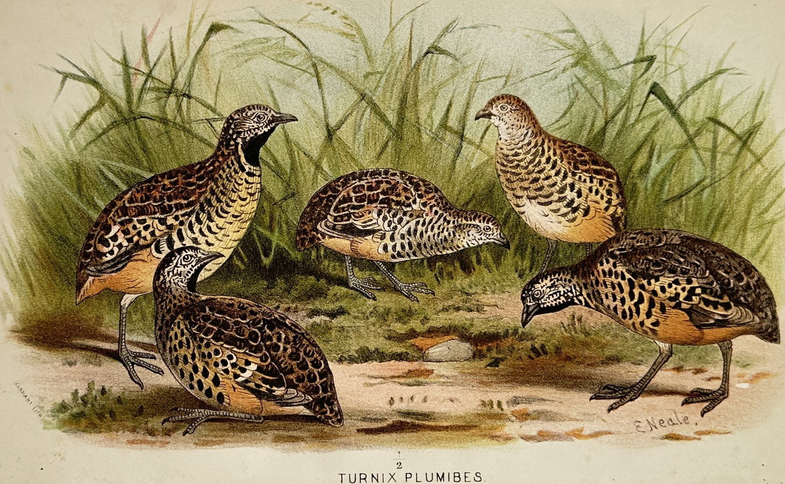 Edward Neale (1833–1904) – Barred Buttonquail – Chromolithograph (c. 1880–1890) (1 of 2)