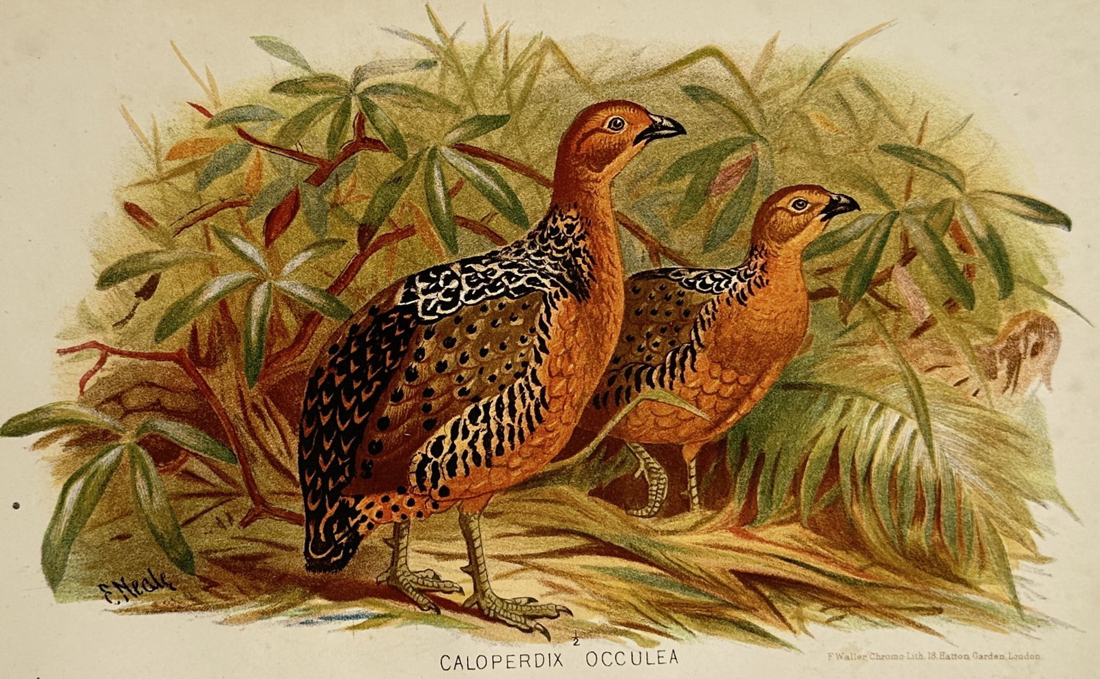 Edward Neale (1833–1904) – Ferruginous Partridge – Chromolithograph (c. 1880–1890) (1 of 2)