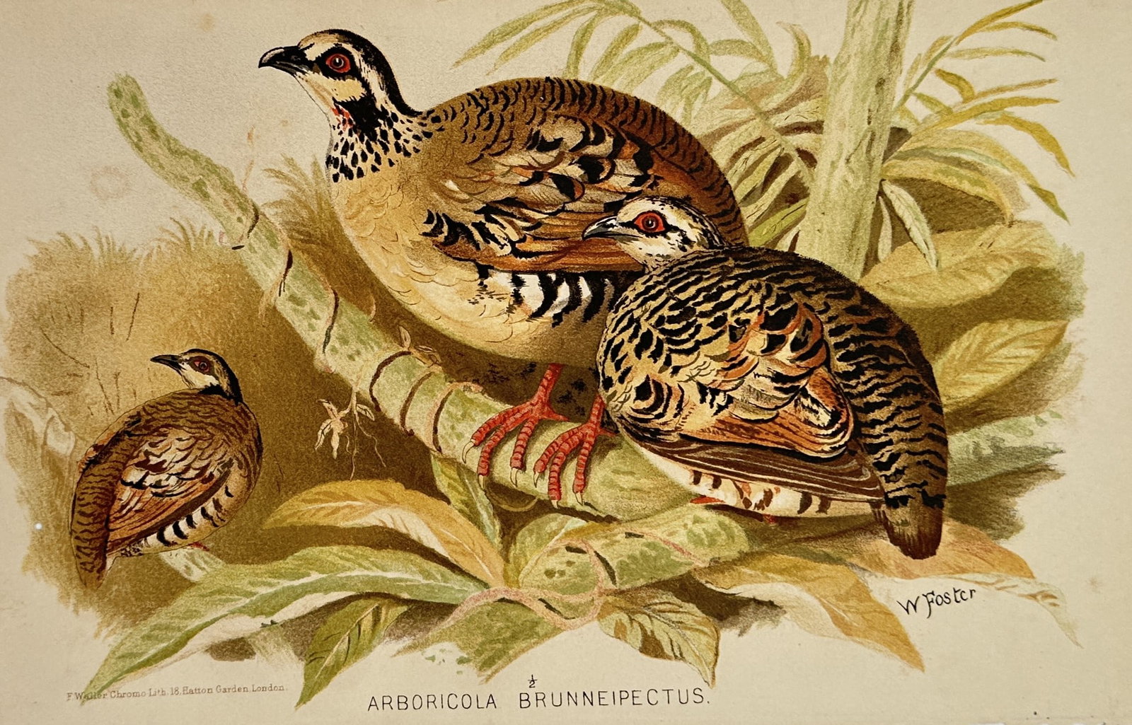 William Foster (1853–1924) – Bar-backed Partridge – Chromolithograph (c. 1880–1890) (1 of 2)