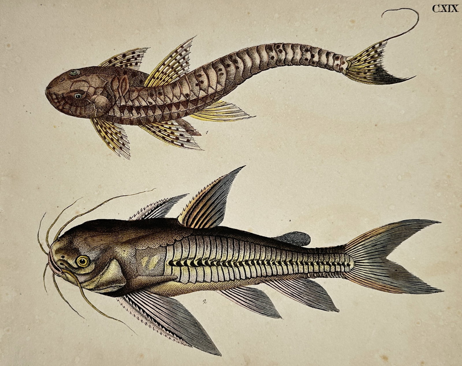 Friedrich Johann Justin Bertuch (1747–1822) – Armored Catfishes – Hand-Colored Engraving: "CXIX." features an ichthyological plate displaying two distinct armored fish specimens against a plain background: an elongated, heavily segmented armored catfish with yellowish fins and a filamented