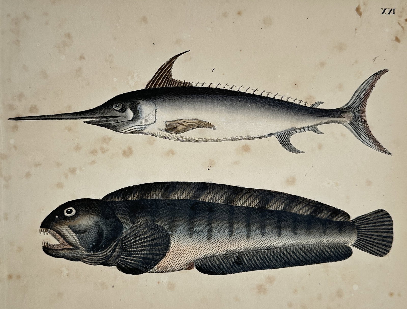 Friedrich Johann Justin Bertuch (1747–1822) – Swordfish and Wolffish – Hand-Colored Engraving: "XXI." features an ichthyological plate displaying two distinct fish specimens against a plain background: a sleek swordfish with its characteristic elongated, pointed bill and prominent dorsal fin po