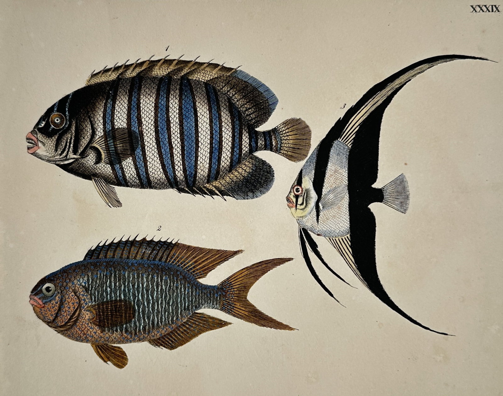 Friedrich Johann Justin Bertuch (1747–1822) – Tropical Fishes: Angelfish and Moorish Idol: "XXXIX." features an ichthyological plate displaying three distinct tropical fish specimens against a plain background: a blue-and-white striped angelfish, a shimmering, iridescent damselfish or wrass