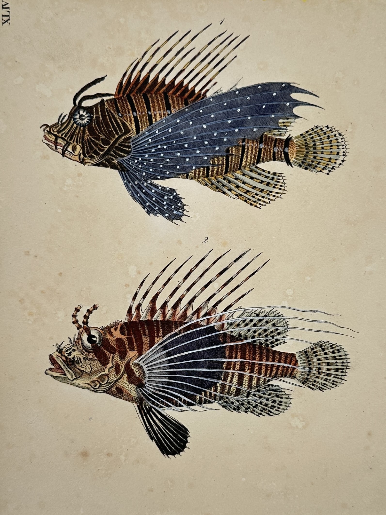 Friedrich Johann Justin Bertuch (1747–1822) – Lionfishes – Hand-Colored Engraving (c.: "XLIV." features an ichthyological plate displaying two distinct lionfish specimens against a plain background, showcasing their dramatic striped bodies, elongated fan-like pectoral fins, and venomous