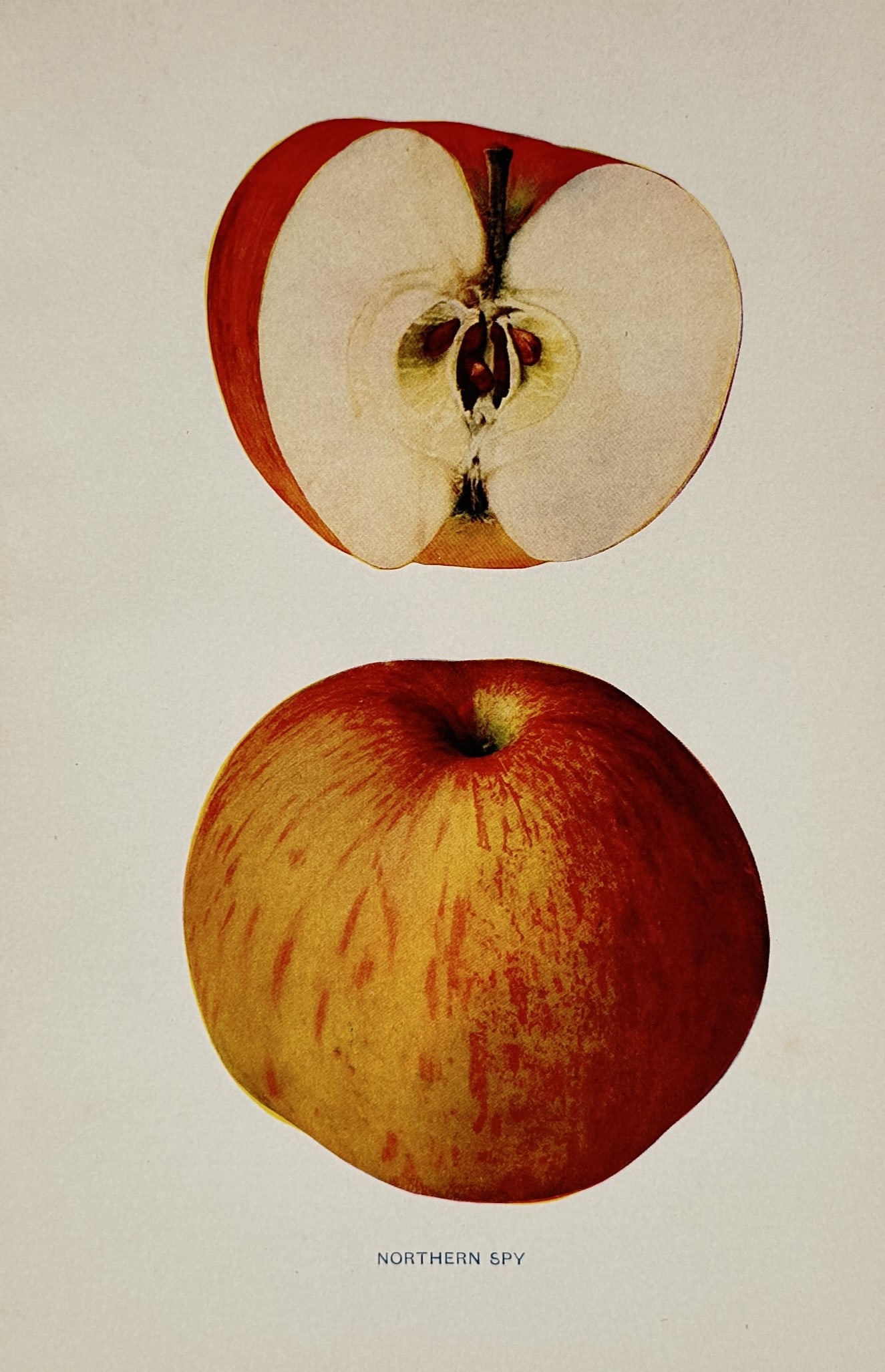 Wilhelm Lauche (1827–1883) – Northern Spy Apple – Lithograph (1882): "NORTHERN SPY" features a pomological illustration displaying a single whole apple with striped reddish-orange and yellow skin at the bottom, arranged vertically below a cross-section of the fruit rev