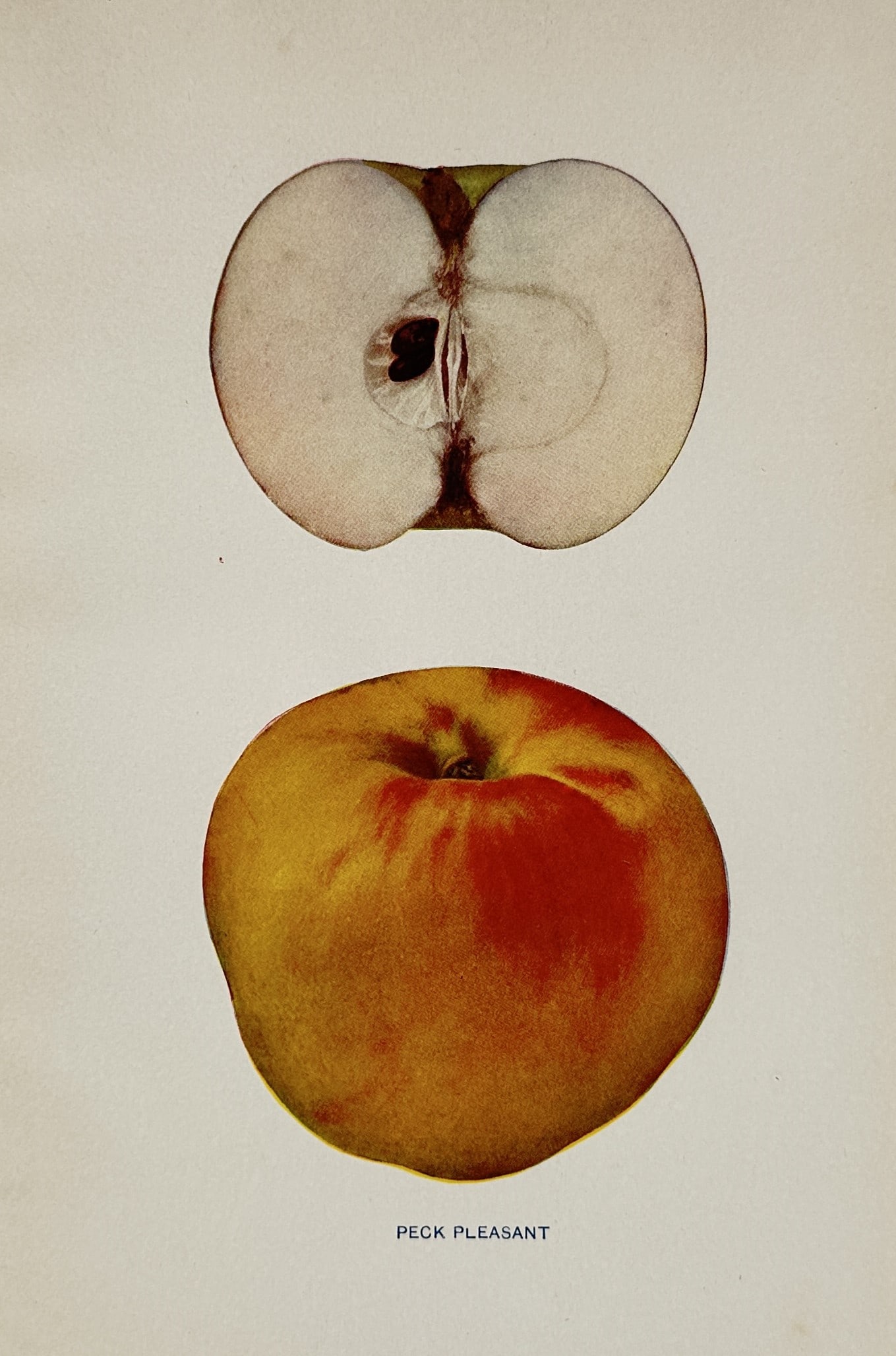 Wilhelm Lauche (1827–1883) – Peck Pleasant Apple – Lithograph (1882): "PECK PLEASANT" features a pomological illustration displaying a single whole apple with golden-yellow skin and a vibrant red blush at the bottom, arranged vertically below a cross-section of the frui