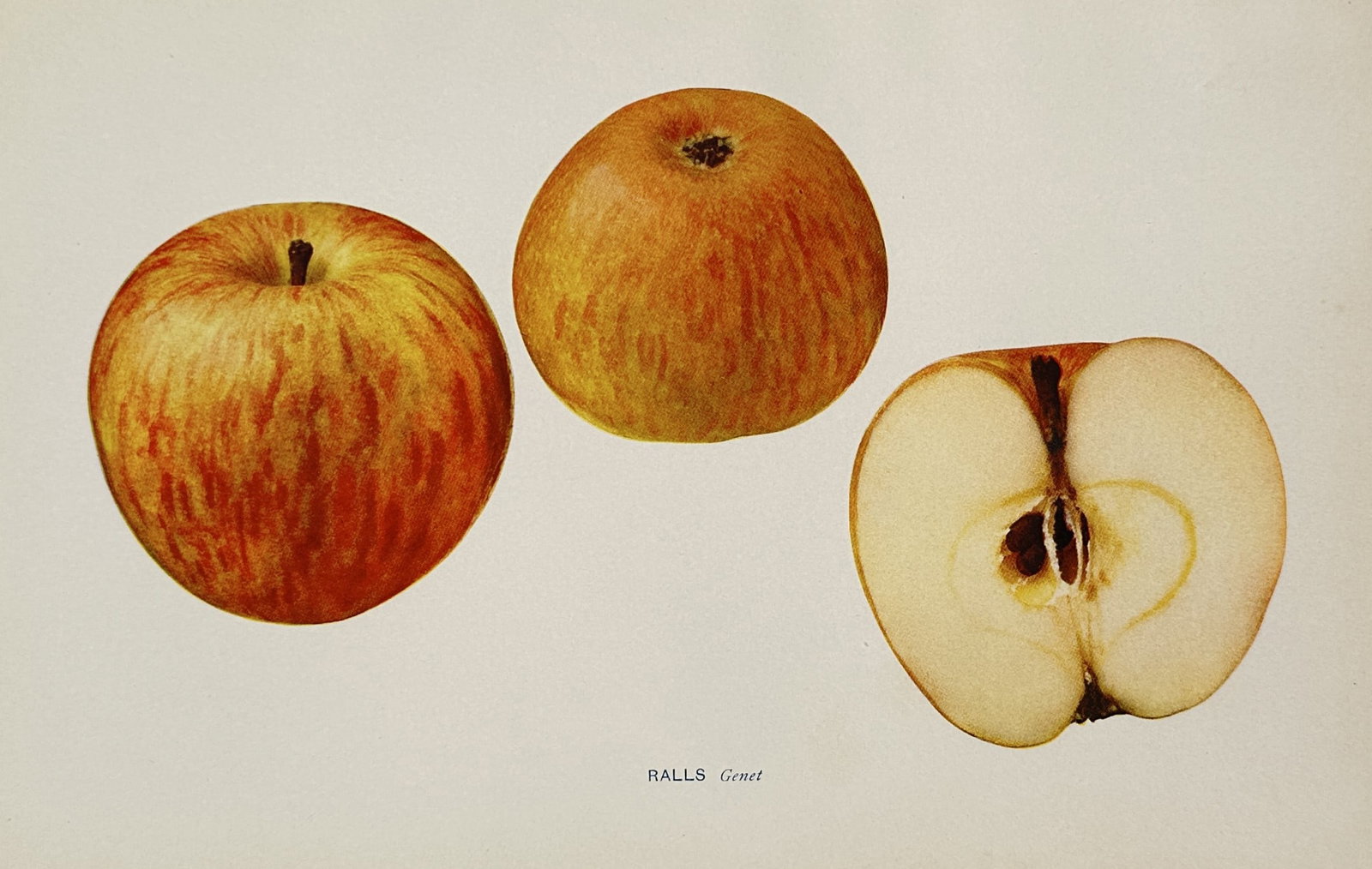 Wilhelm Lauche (1827–1883) – Ralls Genet Apple – Lithograph (1882): "RALLS Genet" features a pomological illustration displaying two whole apples with mottled, striped reddish-yellow skin alongside a cross-section of the fruit revealing the seed cavity, core structure