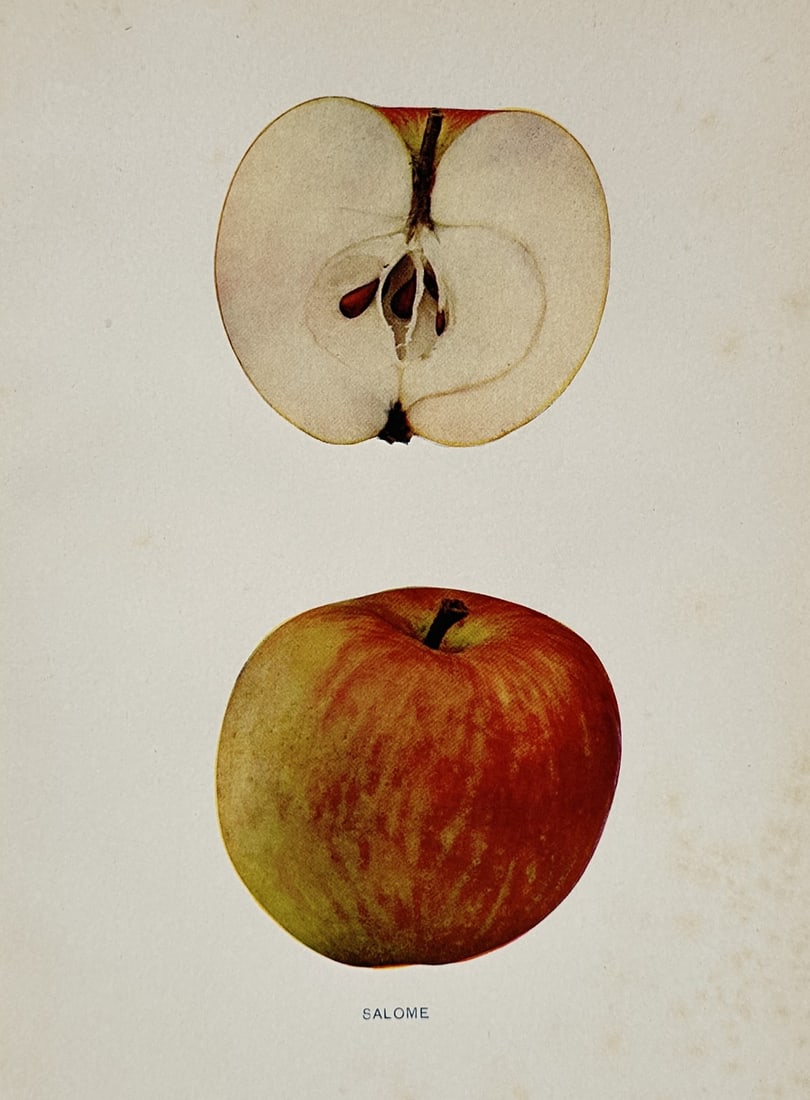 Wilhelm Lauche (1827–1883) – Salome Apple – Lithograph (1882): "SALOME" features a pomological illustration displaying a single whole apple with striped reddish skin fading to a yellowish-green shade at the bottom, arranged vertically below a cross-section of the
