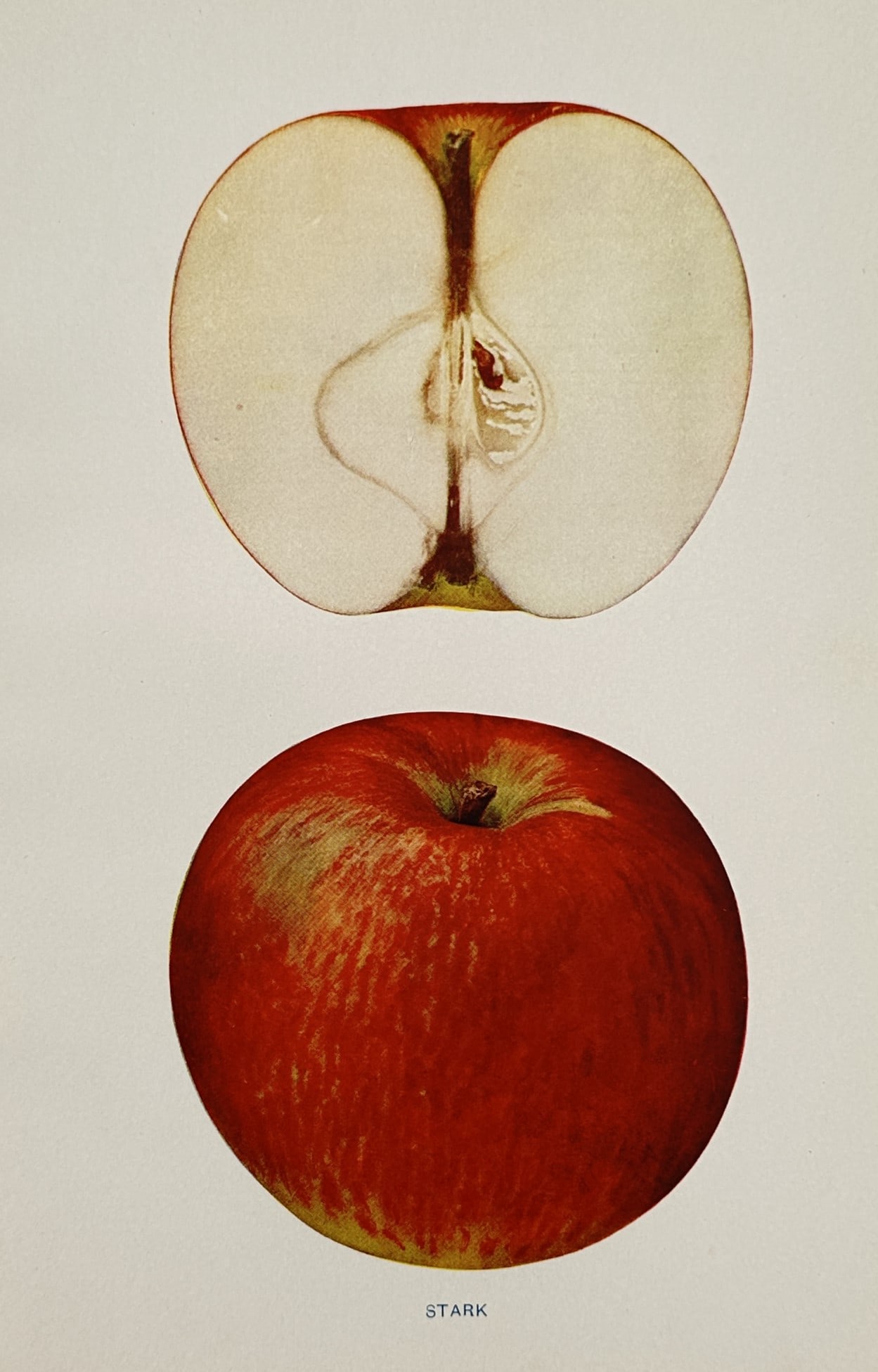 Wilhelm Lauche (1827–1883) – Stark Apple – Lithograph (1882): "STARK" features a pomological illustration displaying a single whole apple with deep crimson-red skin and golden speckles at the bottom, arranged vertically below a cross-section of the fruit reveali